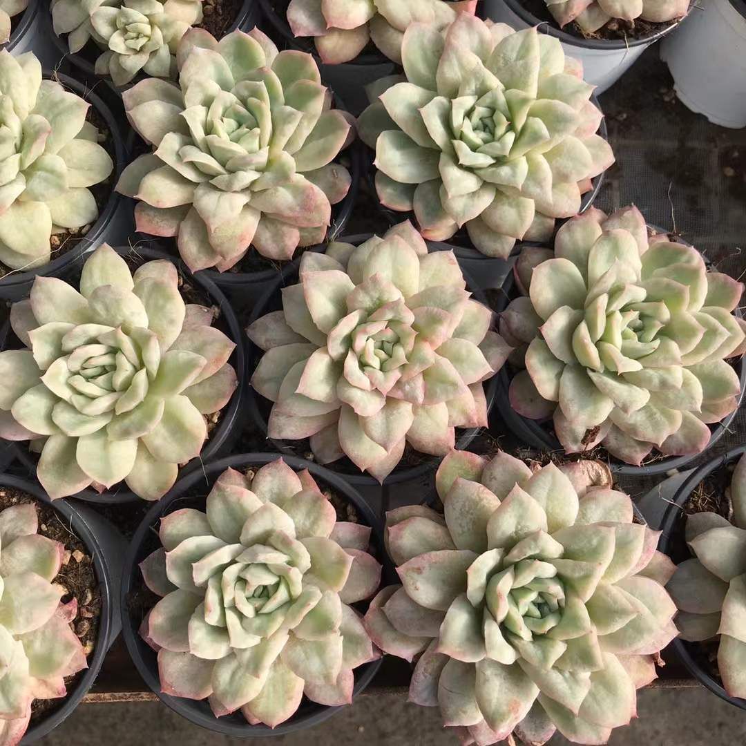 舞乙女 多肉植物 銭串 古株，大苗，大群生株 根付き発送 撮影12月14日