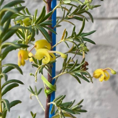 グレビレア イエロードロップ 3.5号ポット苗 - メルカリ