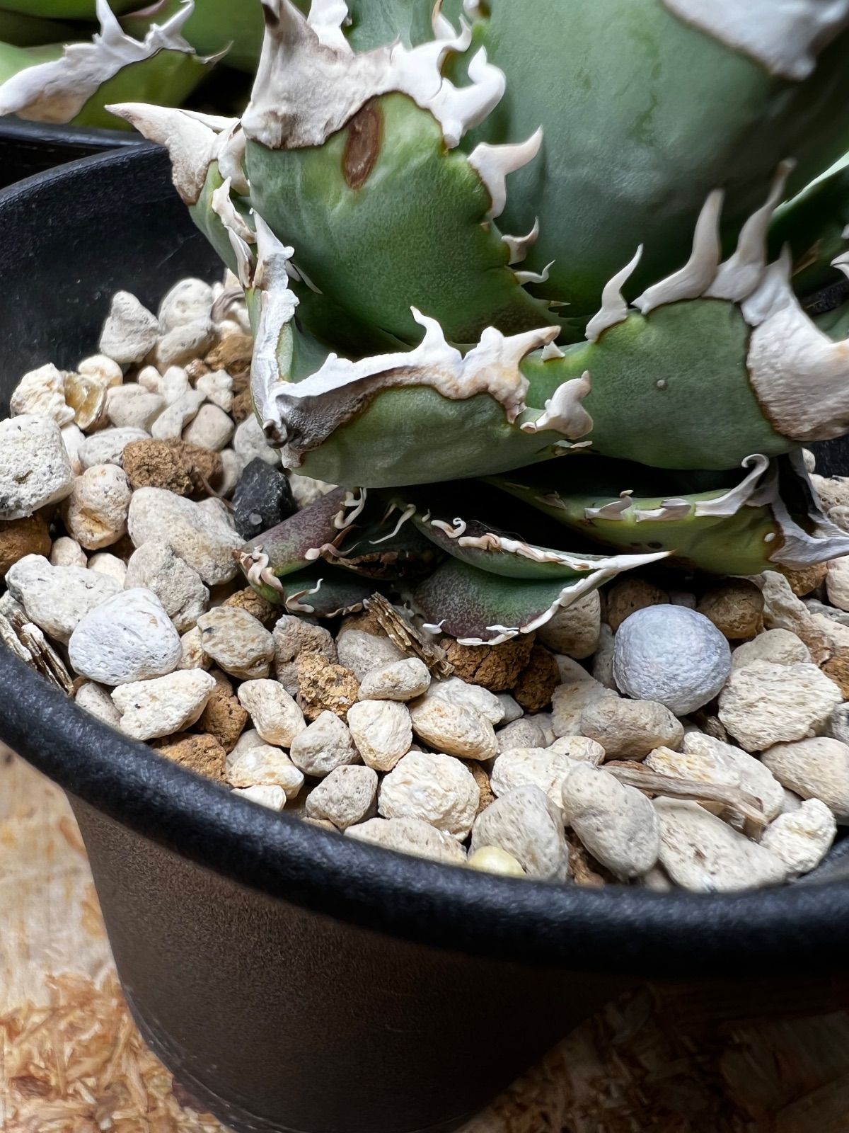 アガベ CJスペシャル NS no.3 - メルカリ