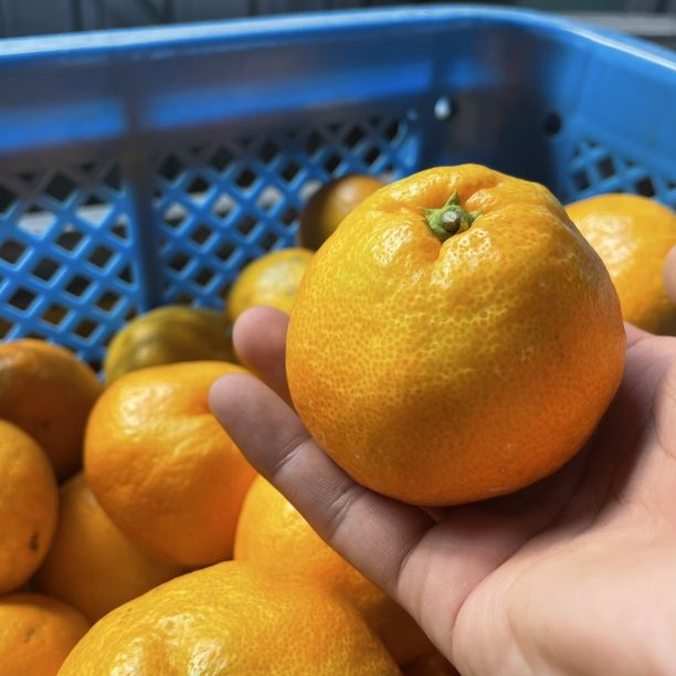 早い者勝ち】有田みかん 10kg 減農薬 - メルカリ