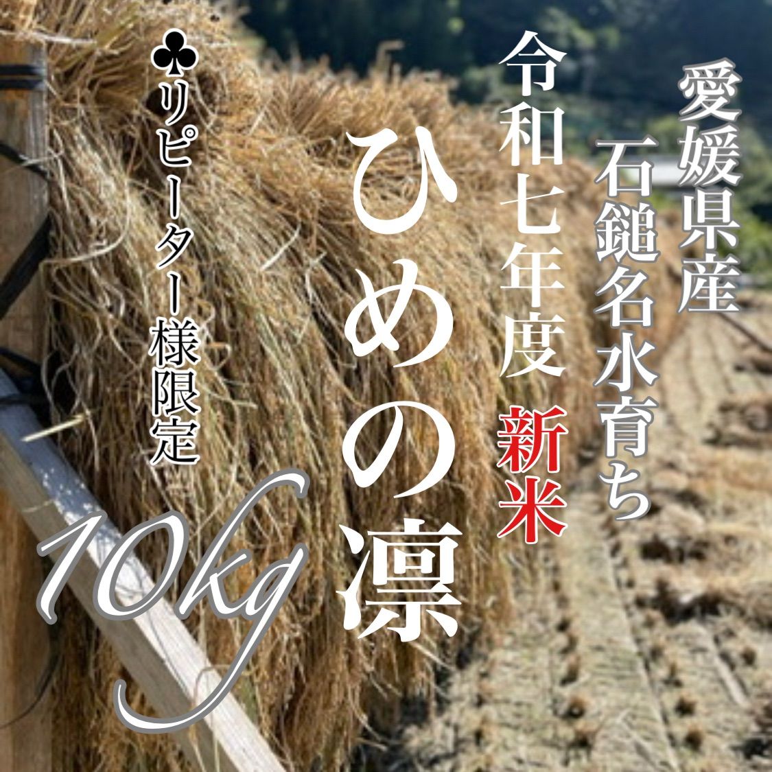 農薬化学肥料除草剤不使用 令和6年度新米 愛媛県産ヒノヒカリ稲架掛け