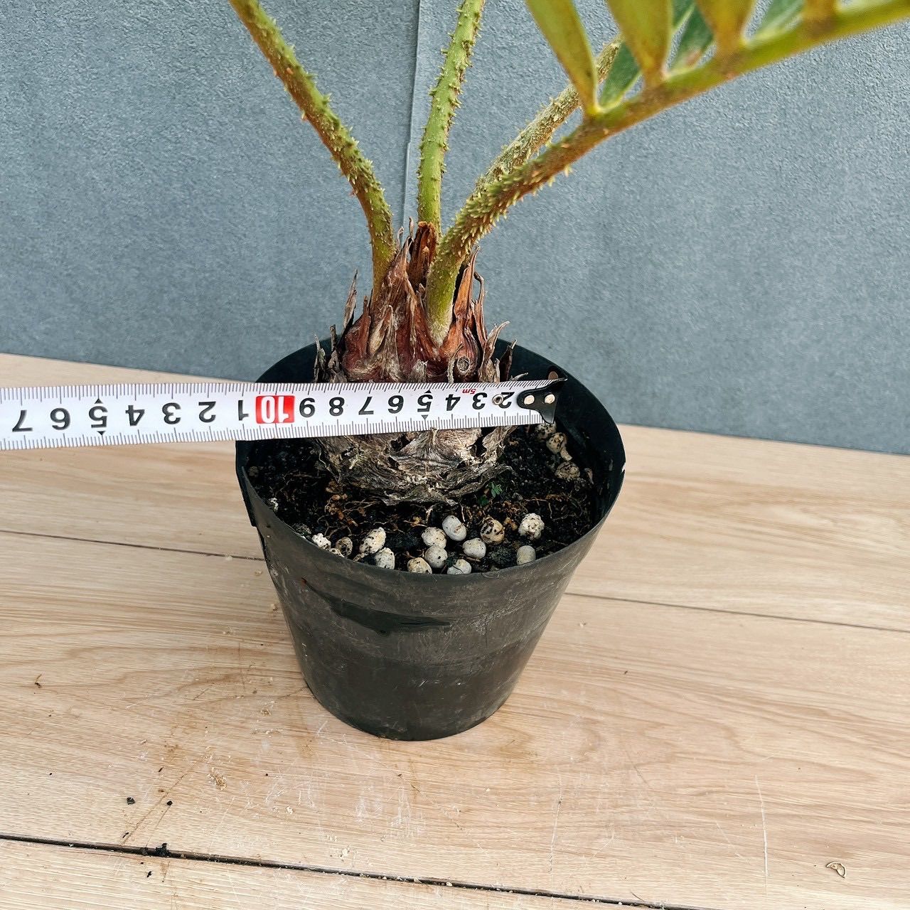 現品］19番 ザミア フルフラケア メキシコソテツ 5号 観葉植物 室内