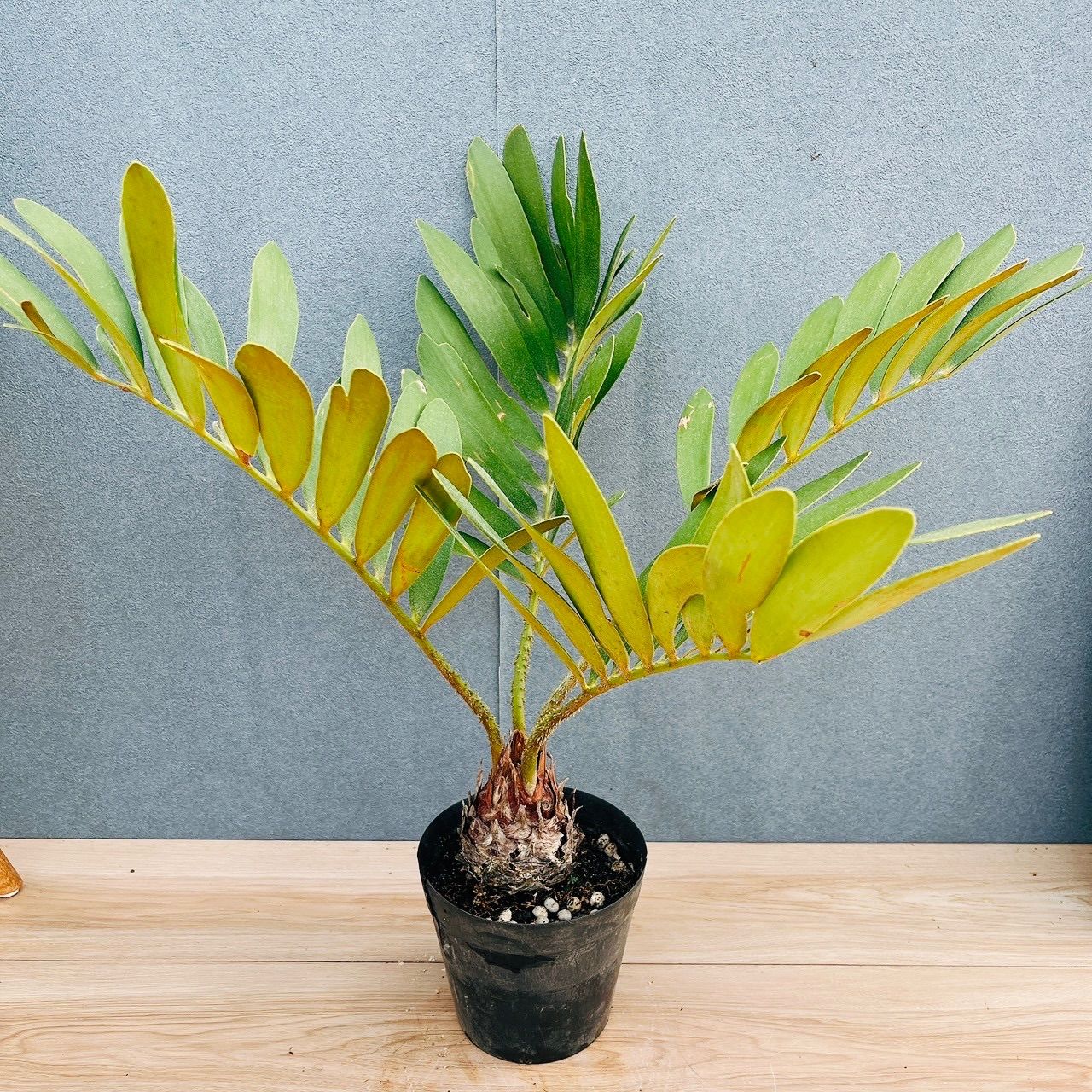 現品］19番 ザミア フルフラケア メキシコソテツ 5号 観葉植物 室内