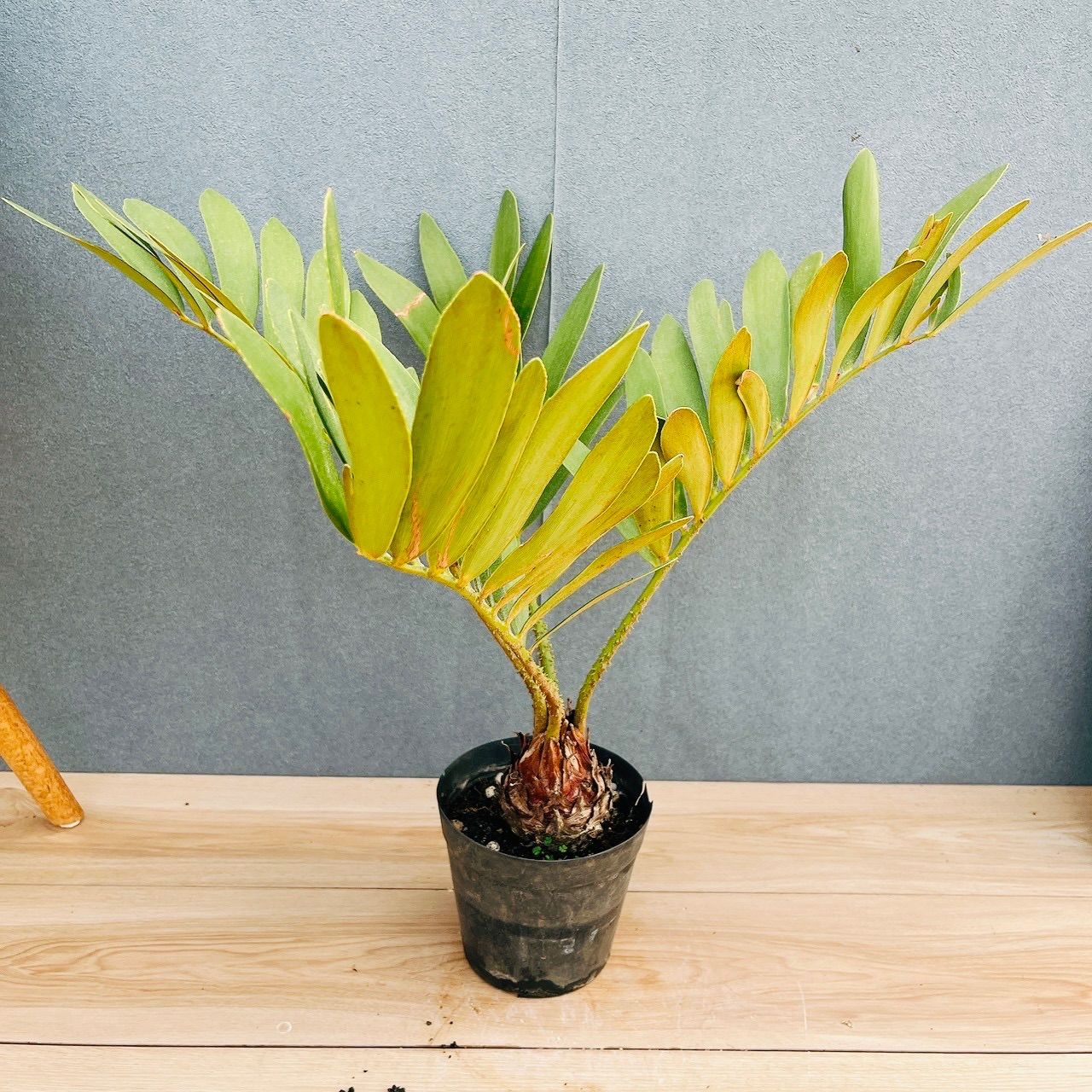 現品］19番 ザミア フルフラケア メキシコソテツ 5号 観葉植物 室内