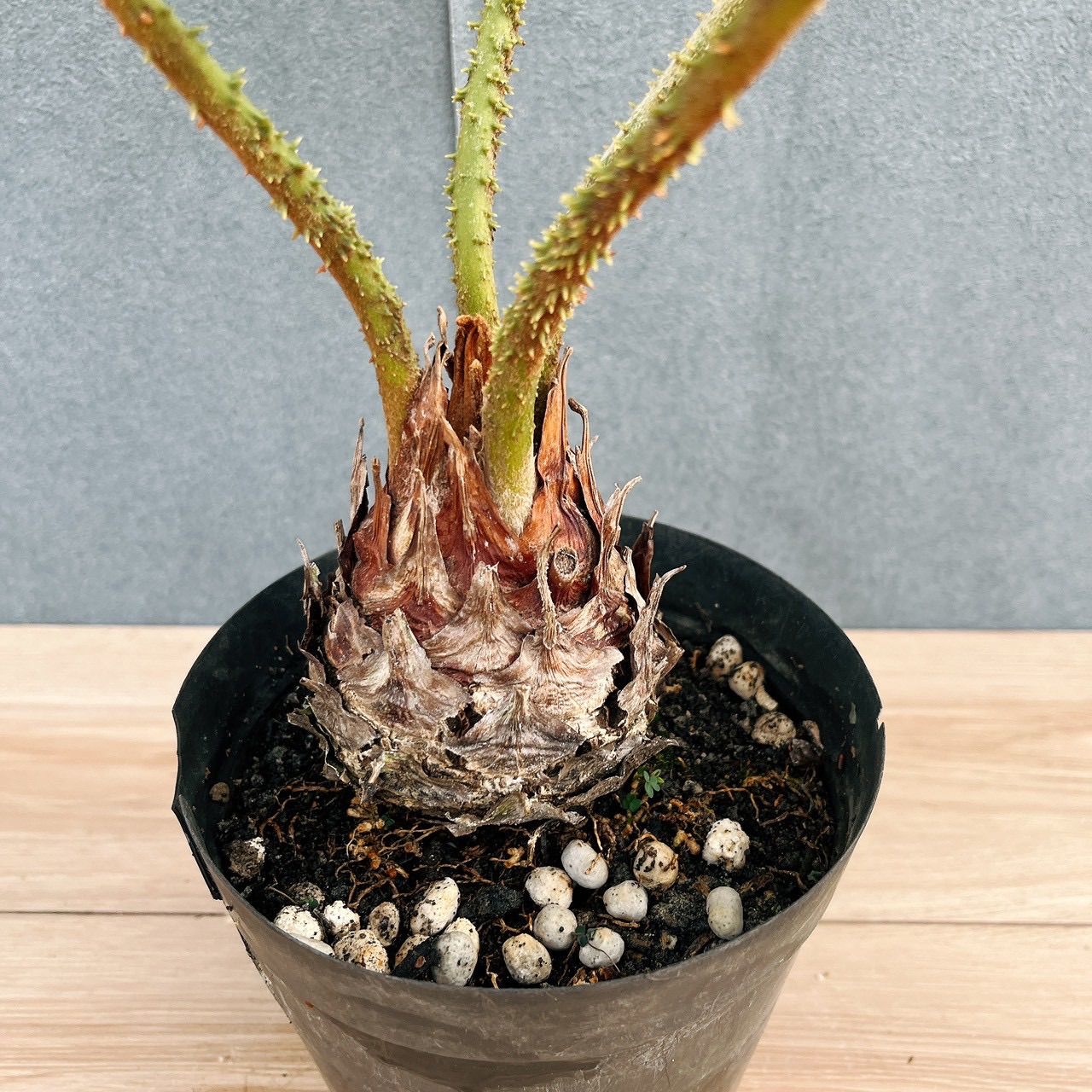 オマケ付き】ザミア フルフラセア 3頭株 鉢ごと発送 メキシコソテツ