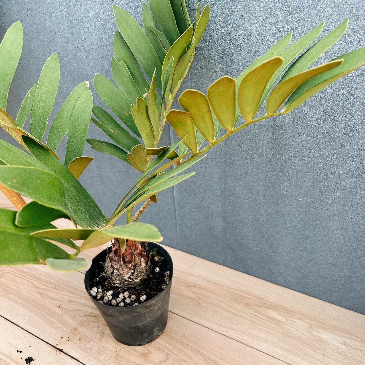 現品］19番 ザミア フルフラケア メキシコソテツ 5号 観葉植物 室内