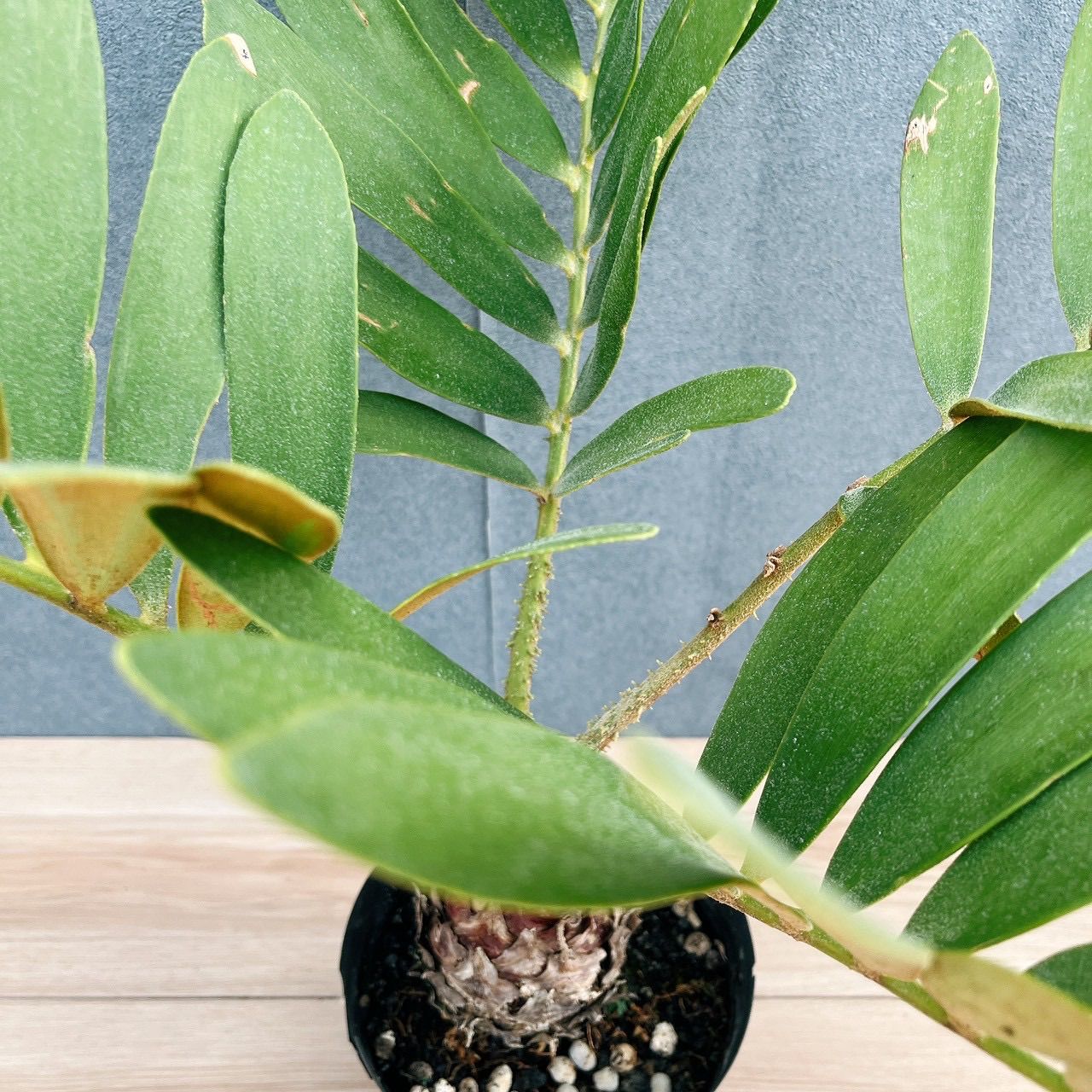 現品］19番 ザミア フルフラケア メキシコソテツ 5号 観葉植物 室内