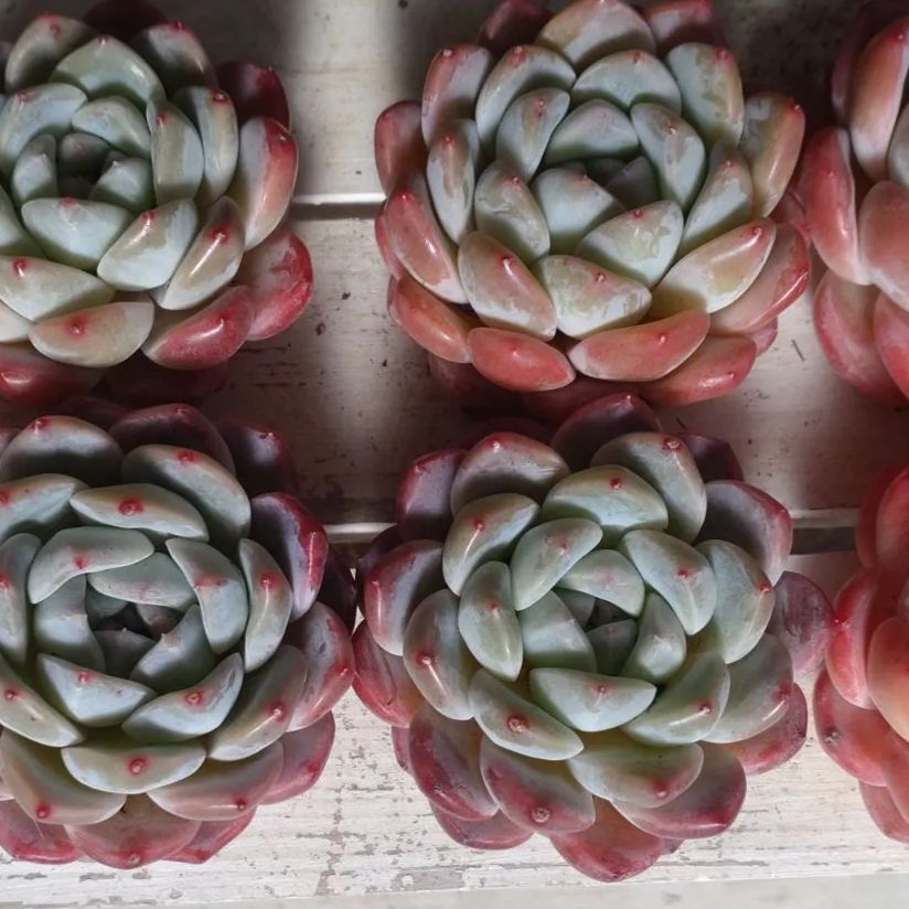 モンロー 多肉植物 カット苗 - メルカリ