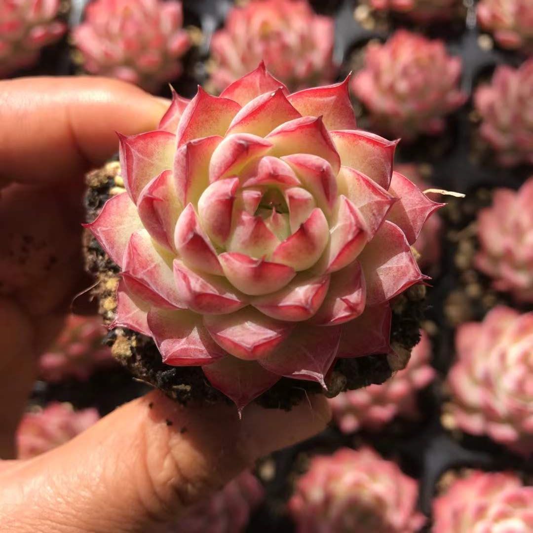 新発売 X497 レッドクィーン 50苗セット 土と根付き 多肉植物