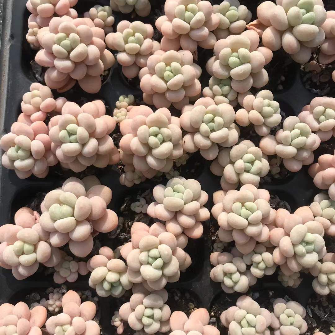 新発売 X499 ロココ 50苗セット 土と根付き 多肉植物 エケベリア 韓国