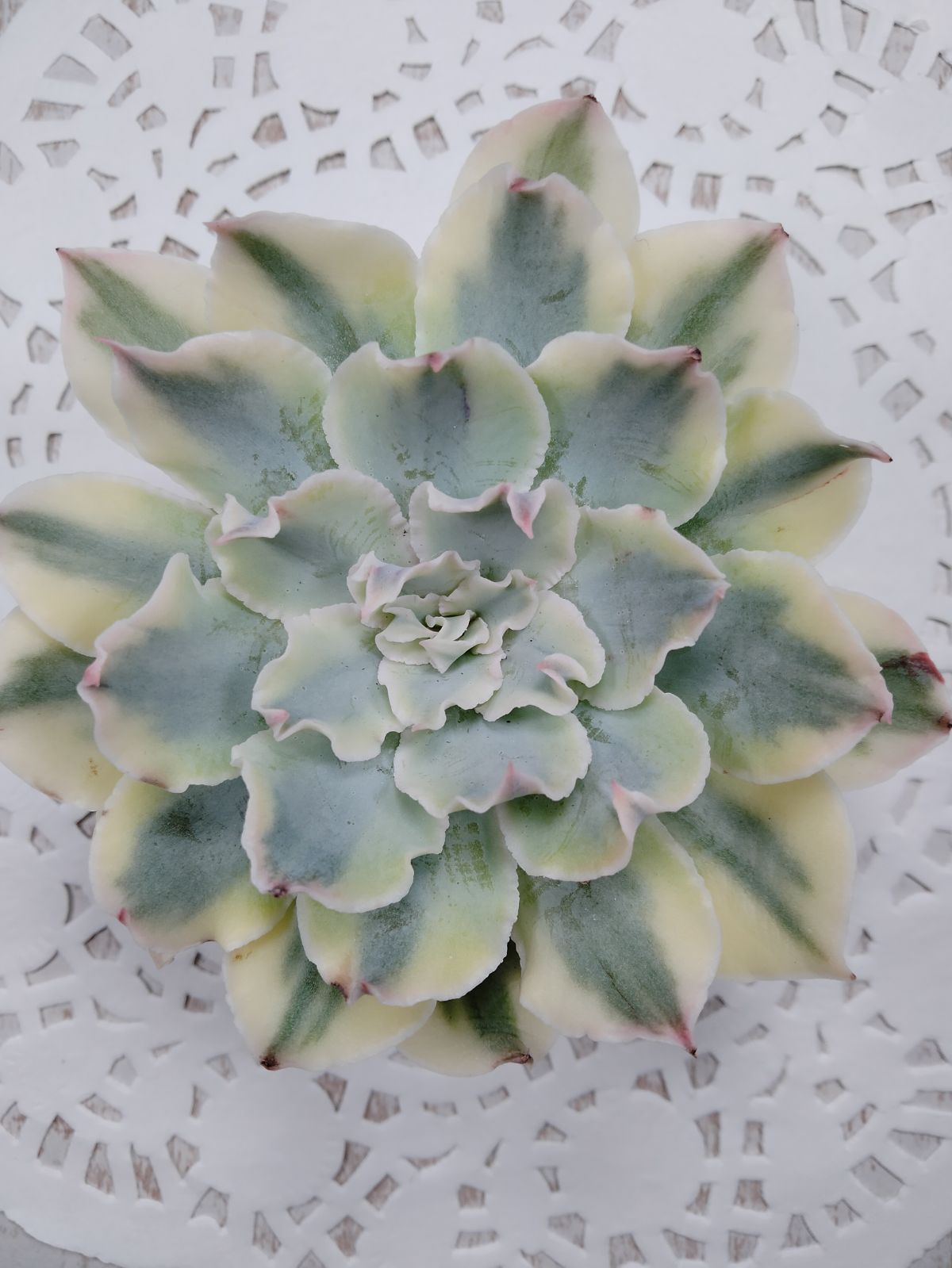 【レア@3300】フィレンツェ錦(2頭) フィレンツェ錦 A2 - メルカリ