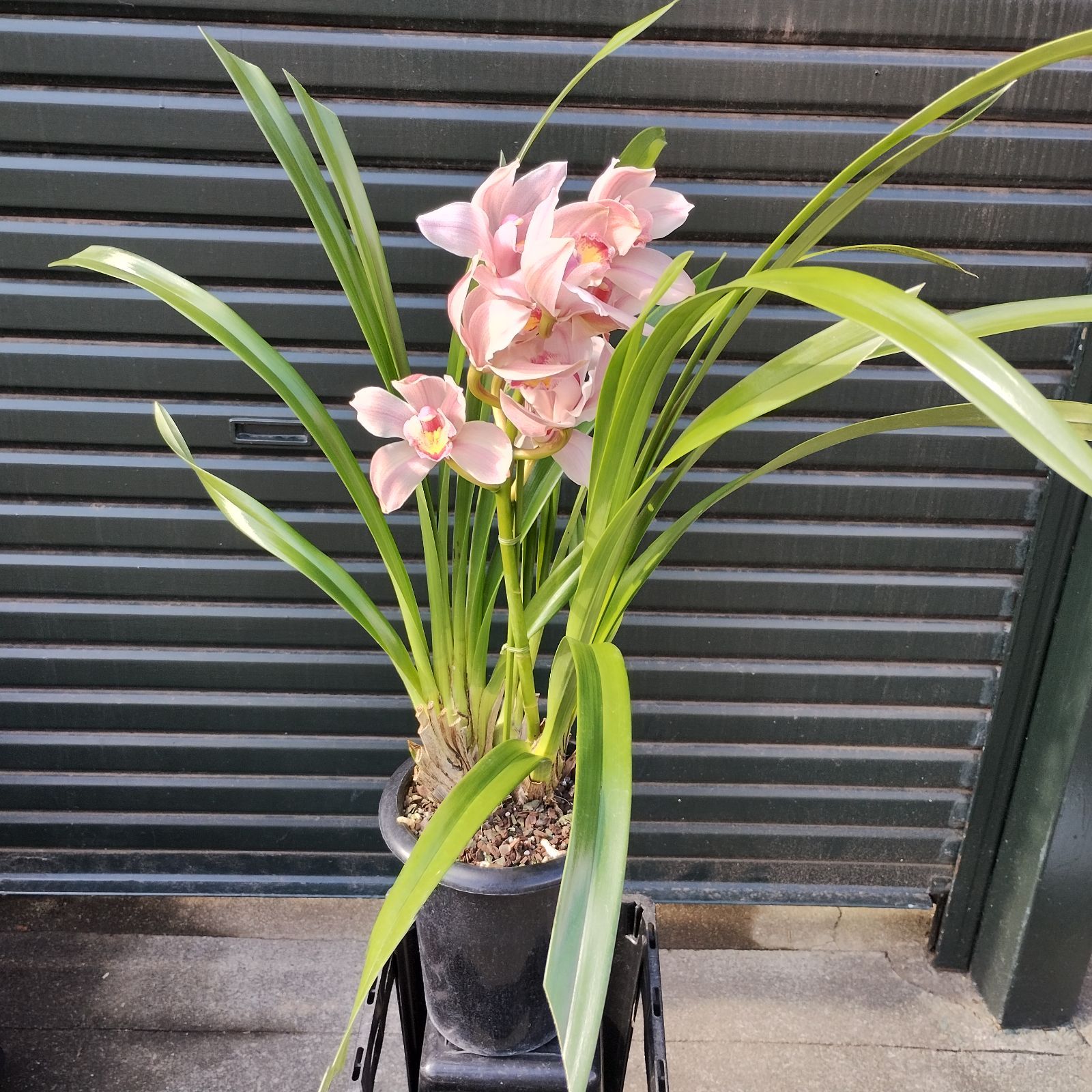 ⭐️幻の銘花⭐️シンビジウム⭐️マリリンモンロー⭐️シンビジューム