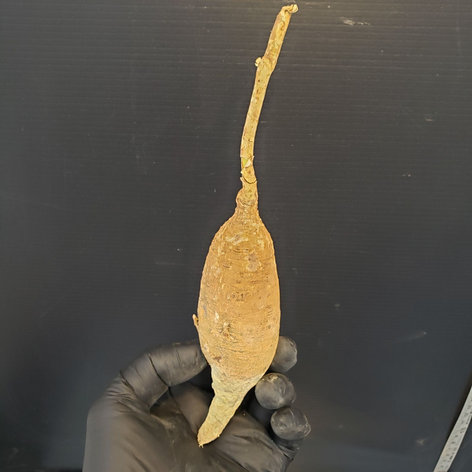 M171【最新到着】Adenia ペリエリ（S)（現地球・抜き苗）【塊根植物