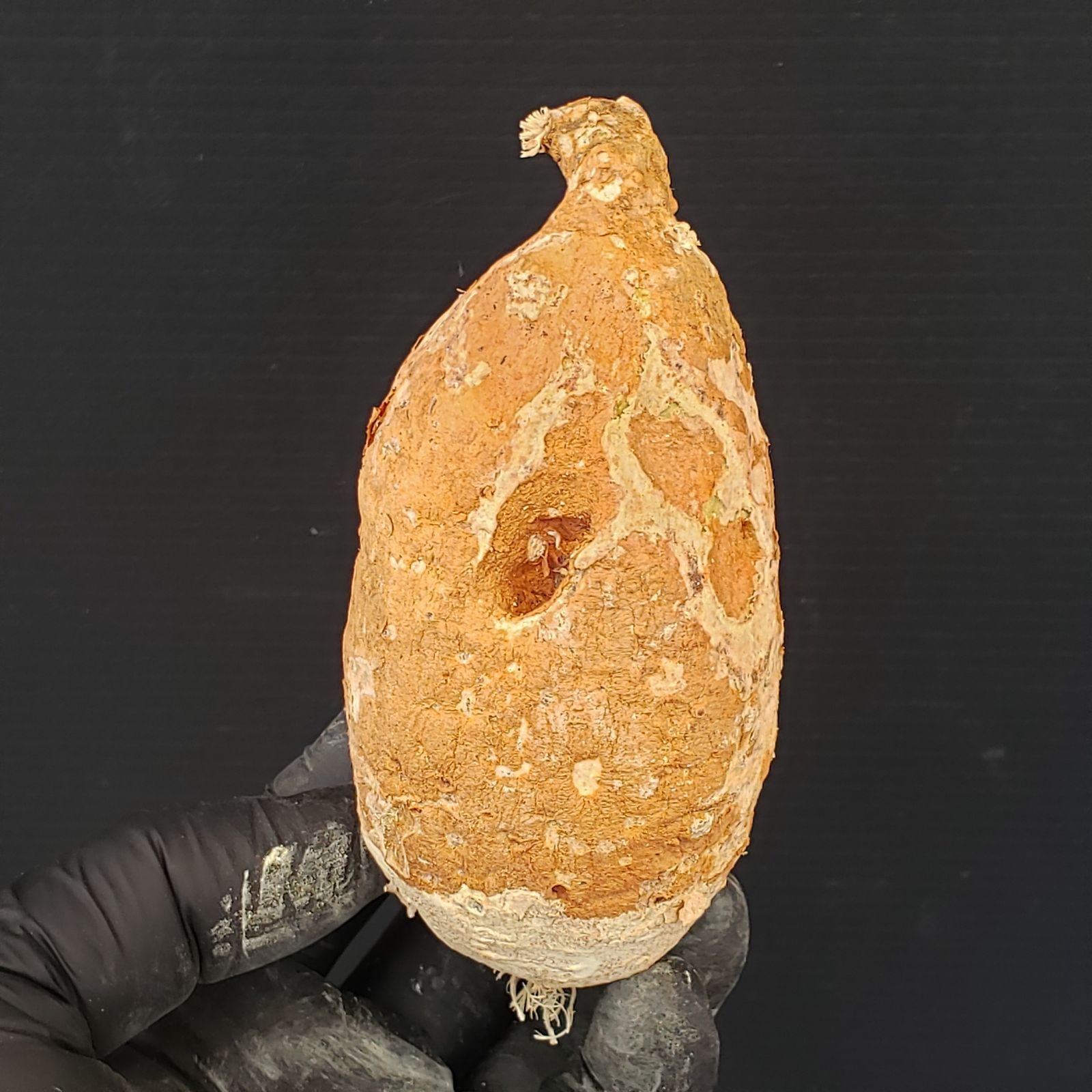 M180【最新到着】Adenia ペリエリ（S)（現地球・抜き苗）【塊根植物