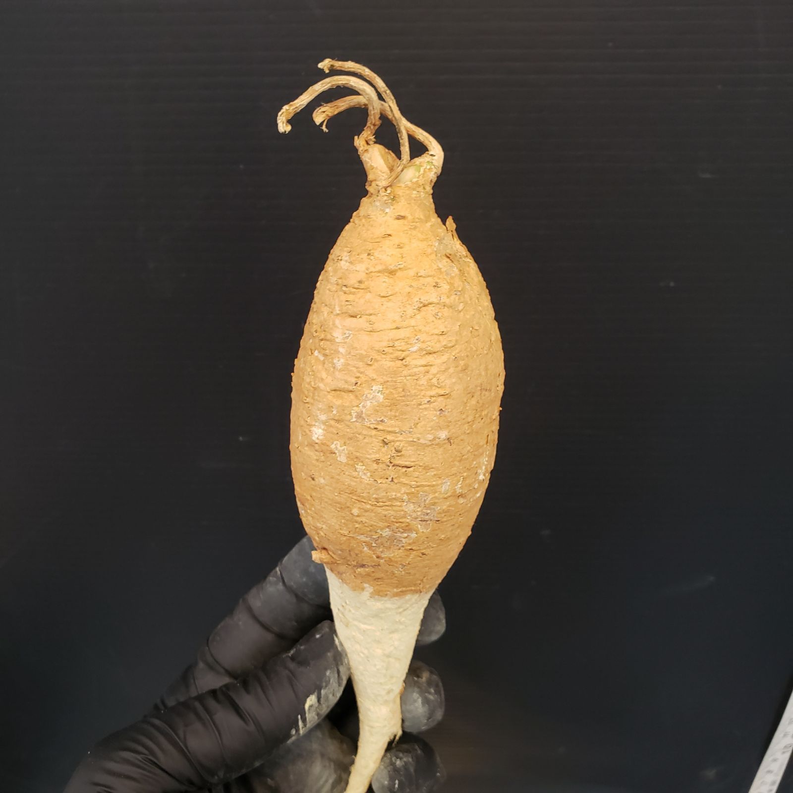 M182【最新到着】Adenia ペリエリ（S)（現地球・抜き苗）【塊根植物