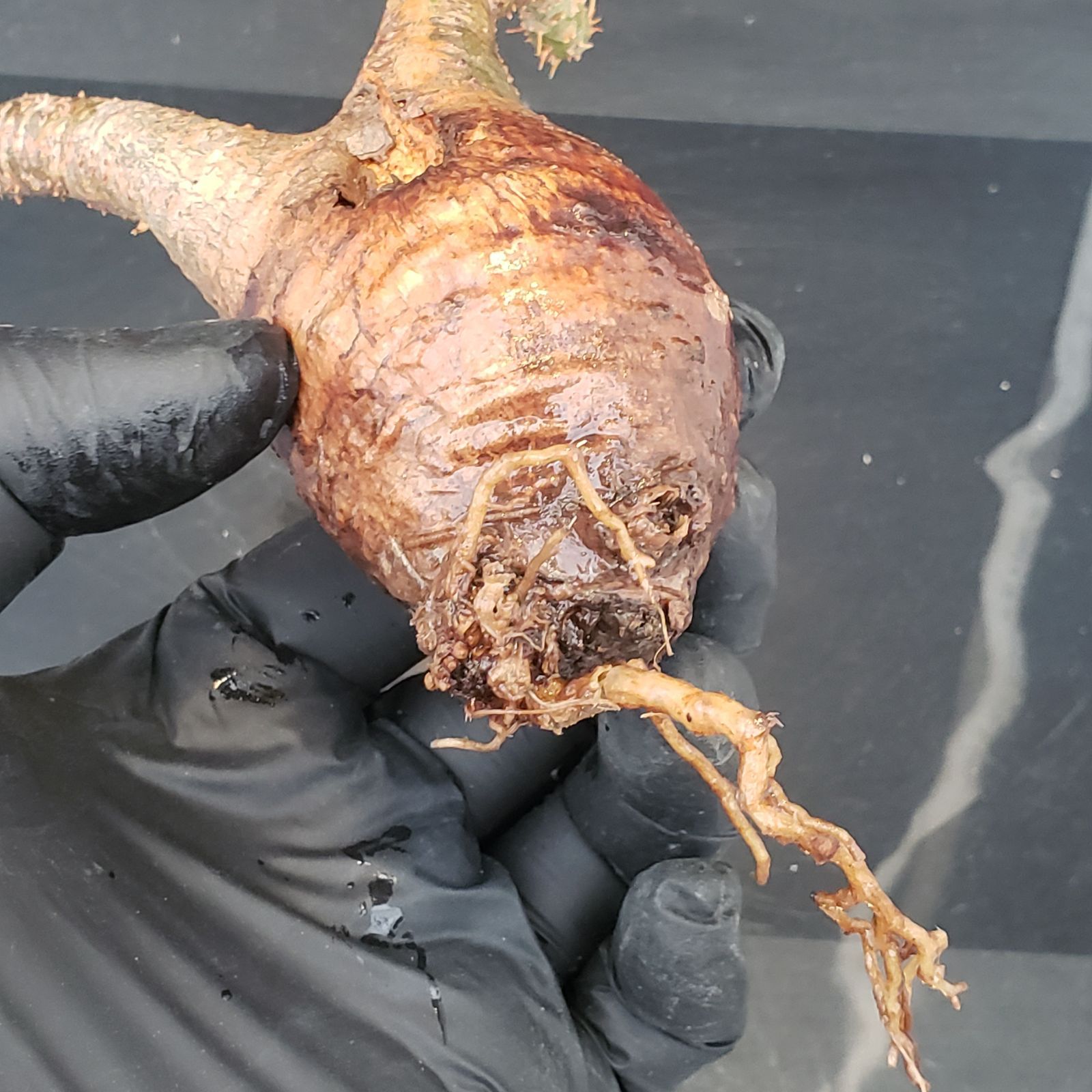 M184【自社水耕栽培株】Pachypodium グラキリス（SS)（現地球・抜き苗