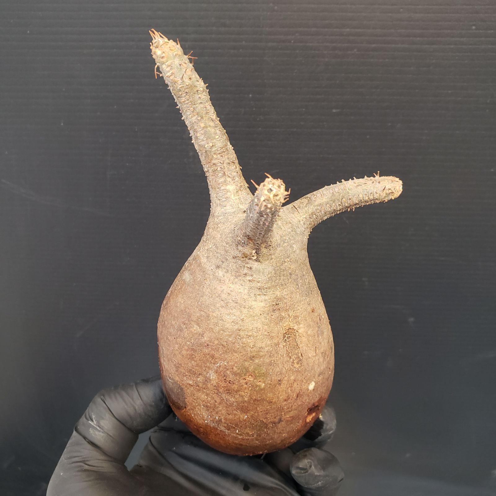 M186【自社水耕栽培株】Pachypodium グラキリス（S)（現地球・抜き苗