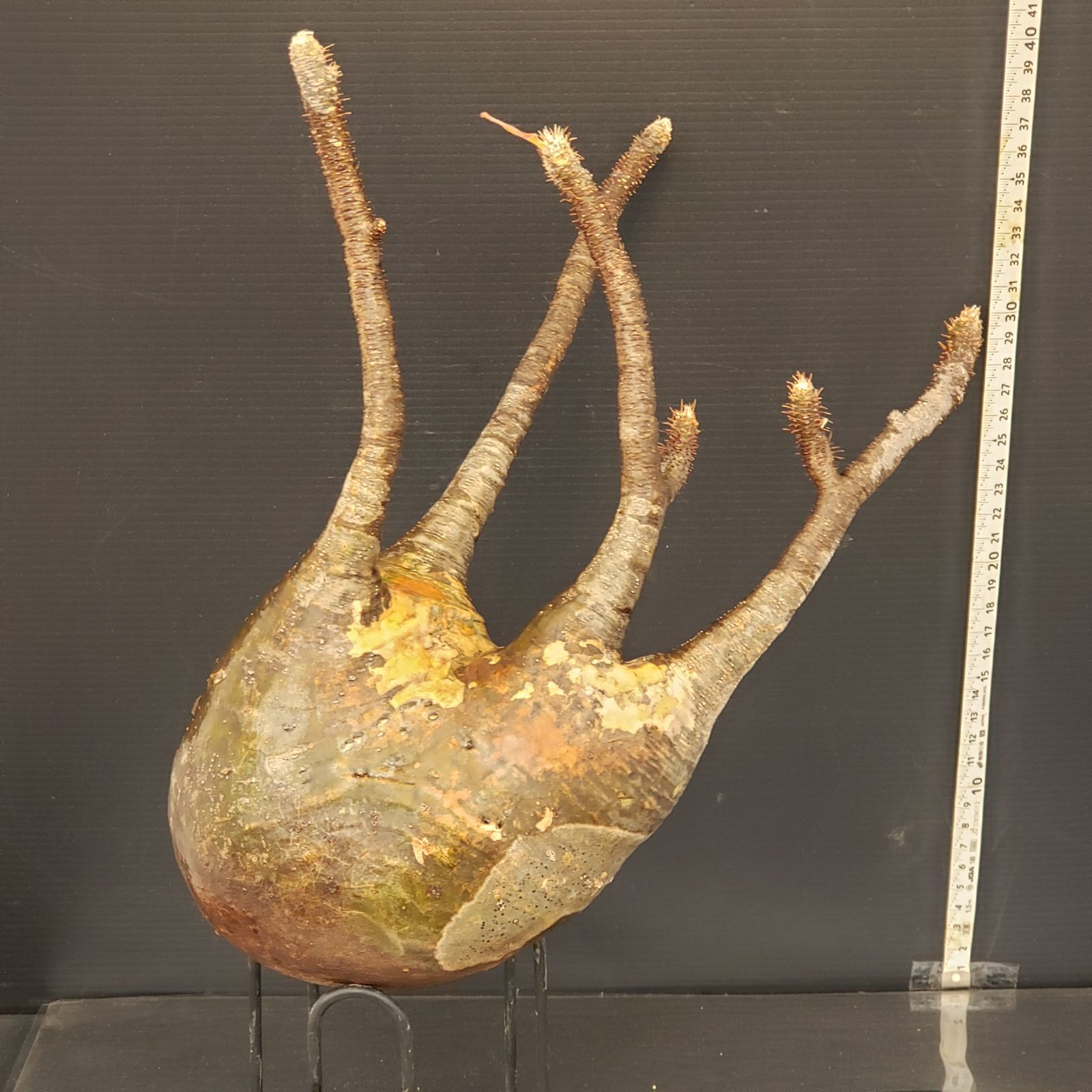 グラキリスコレクション株 M200【自社水耕栽培株】Pachypodium グラキリス（ML)（現地球・抜き苗