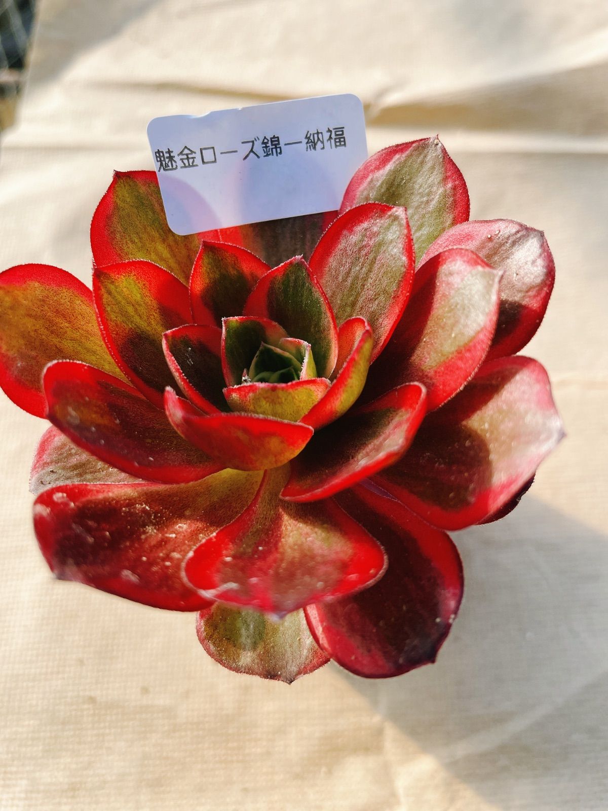 あ4 魅金ローズ錦ー納福 アエオニウム 抜き苗 多肉植物 名前付 根っこ