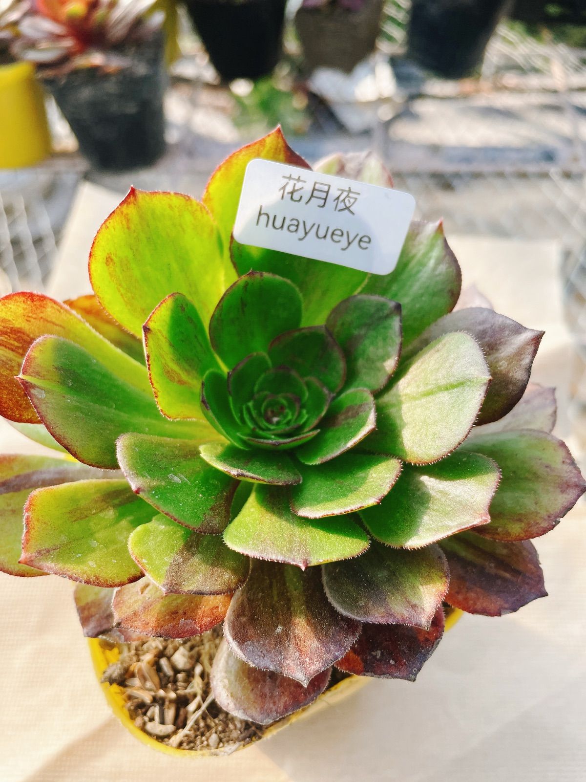 あ7 花月夜 アエオニウム 抜き苗 多肉植物 名前付 根っこあり - メルカリ