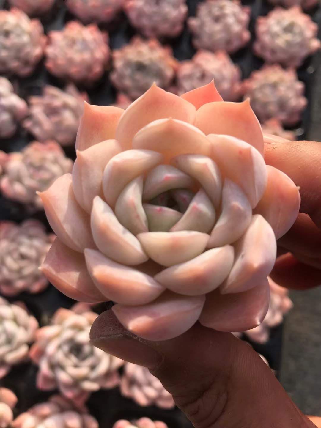 ササ女王 X505×50 土付き 新入荷 多肉植物 詰め合わせ エケベリア