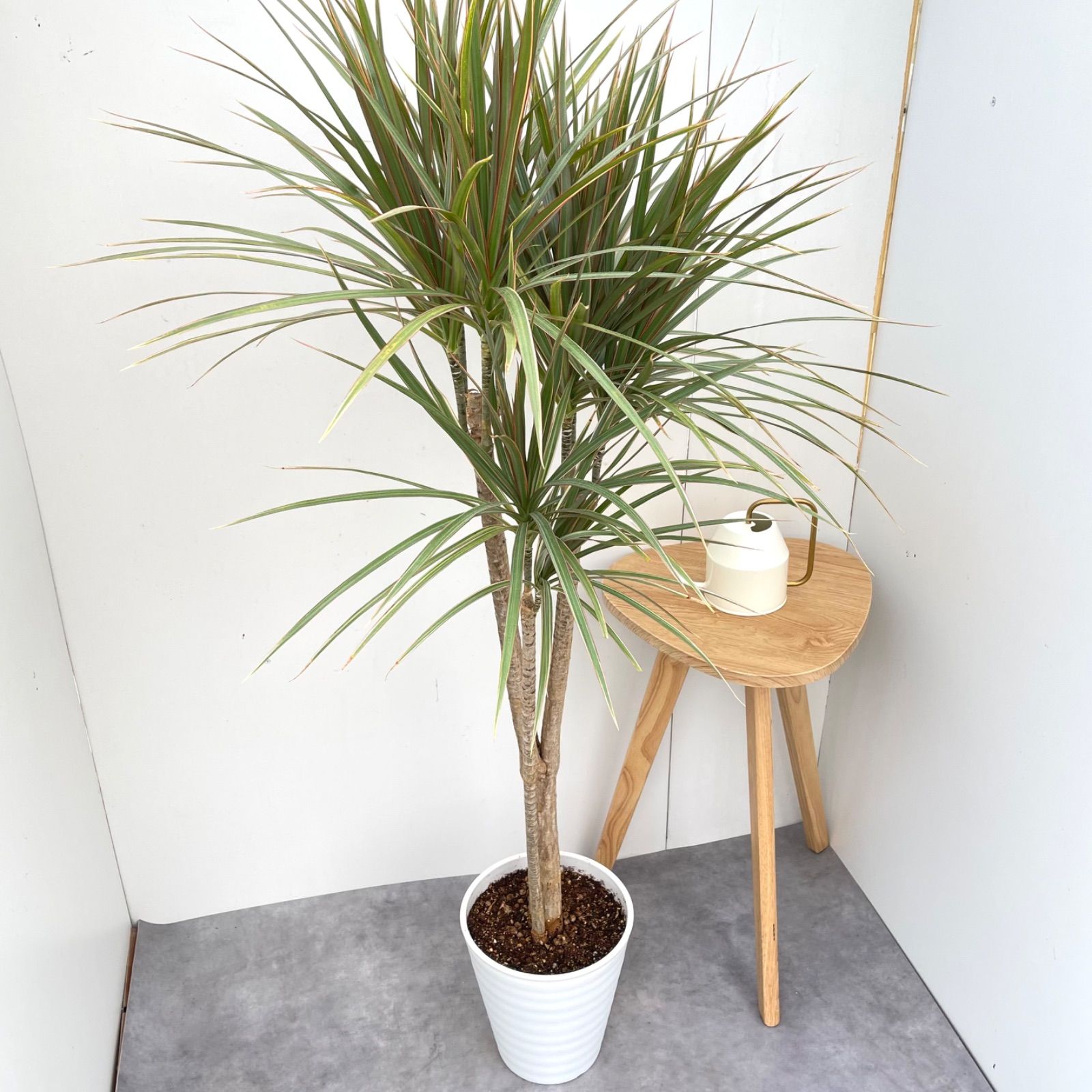 ドラセナ コンシンネ トリカラー 8【現品】観葉植物 室内 大型 - メルカリ