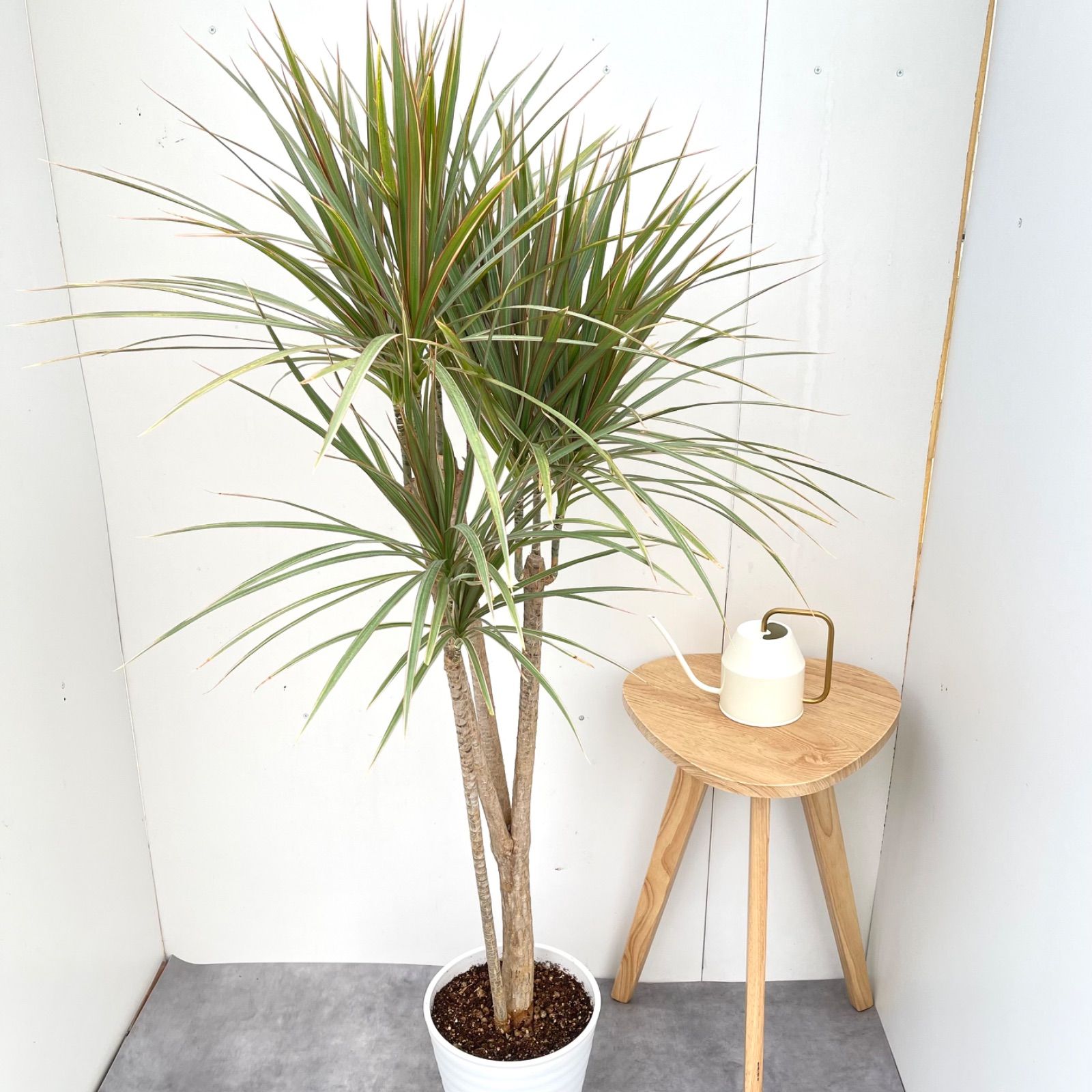 ドラセナ コンシンネ トリカラー 8【現品】観葉植物 室内 大型 - メルカリ