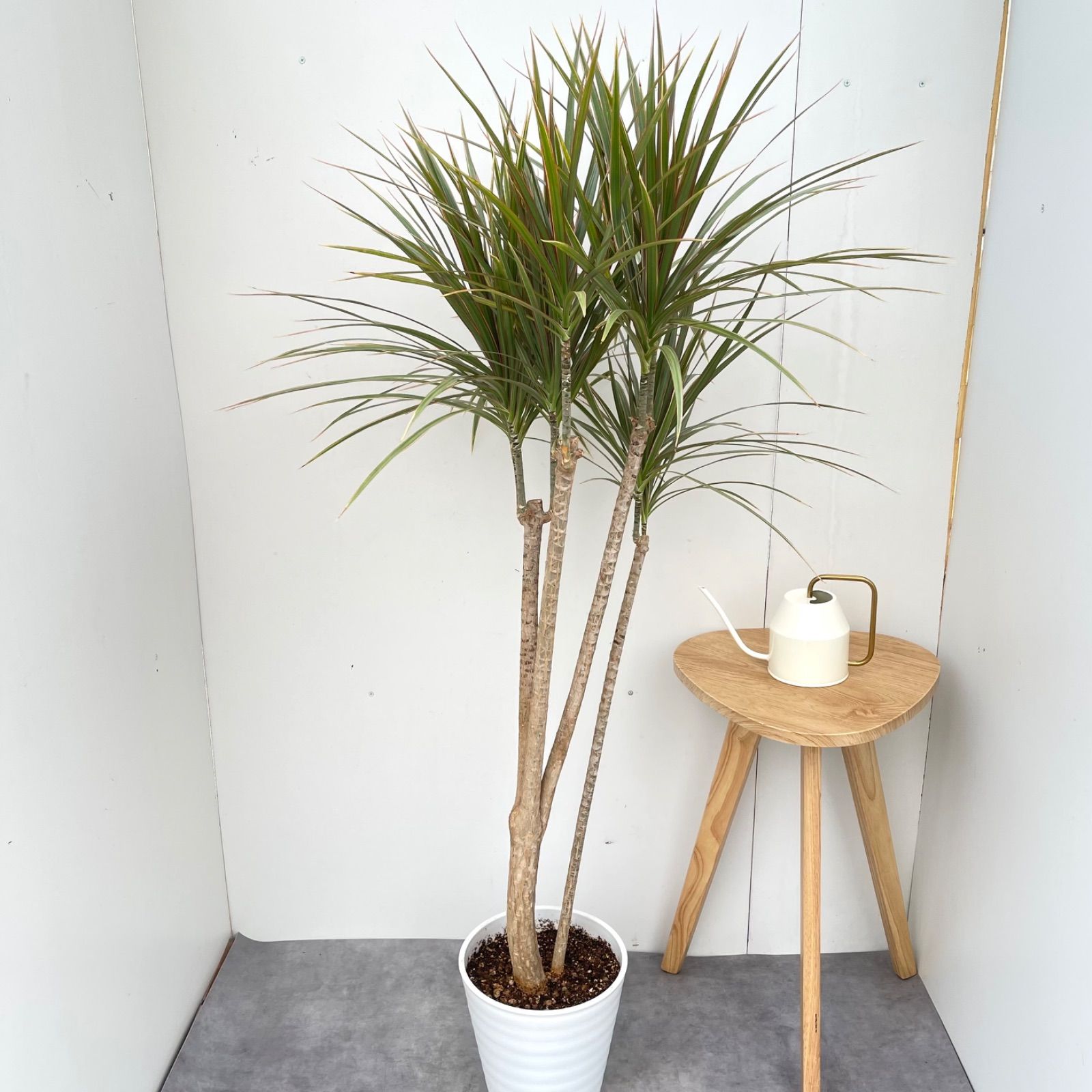 ドラセナ コンシンネ トリカラー 8【現品】観葉植物 室内 大型 - メルカリ