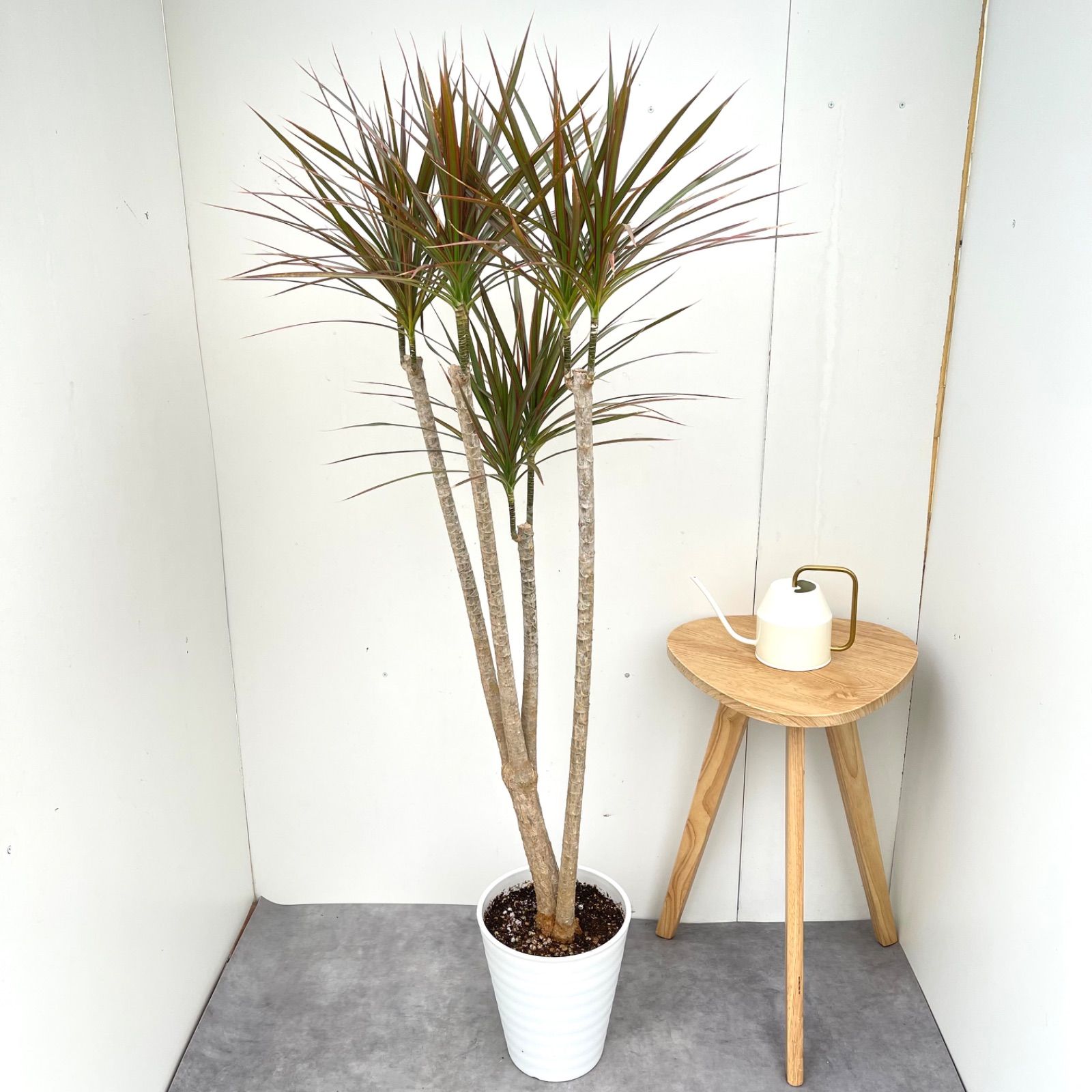 ドラセナ コンシンネ レインボー 3【現品】観葉植物 室内 大型 - メルカリ