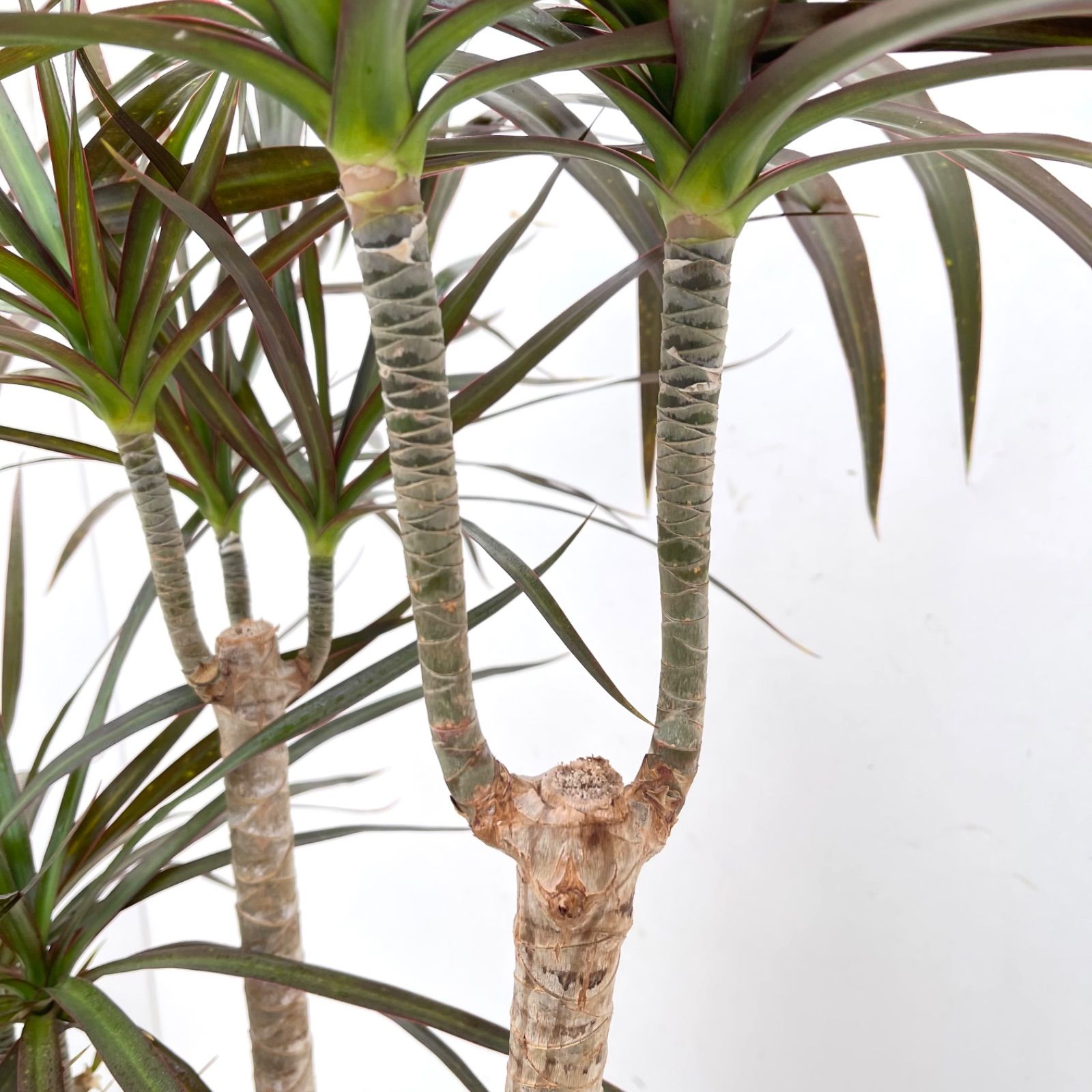 ドラセナ コンシンネ マジェンタ 5【現品】観葉植物 室内 大型 - メルカリ