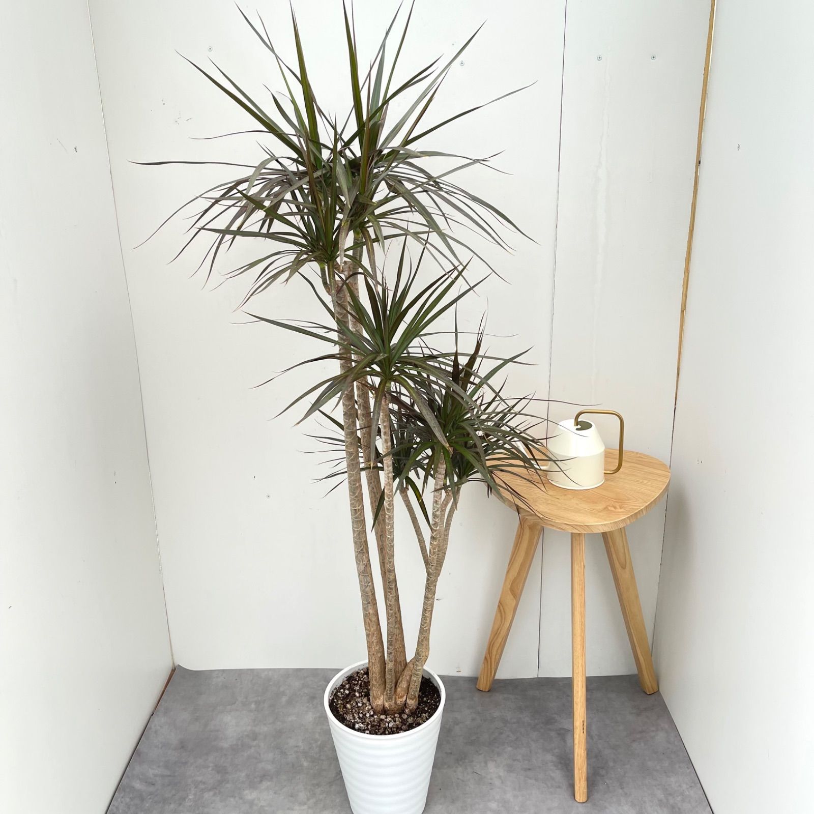 ドラセナ コンシンネ マジェンタ 5【現品】観葉植物 室内 大型 - メルカリ