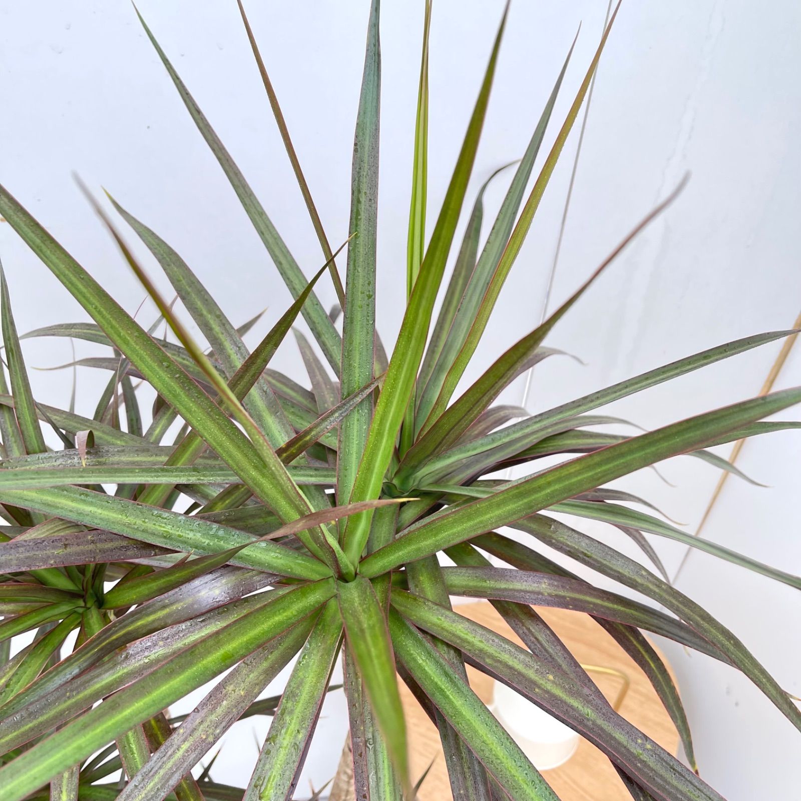 ドラセナ コンシンネ マジェンタ 5【現品】観葉植物 室内 大型 - メルカリ