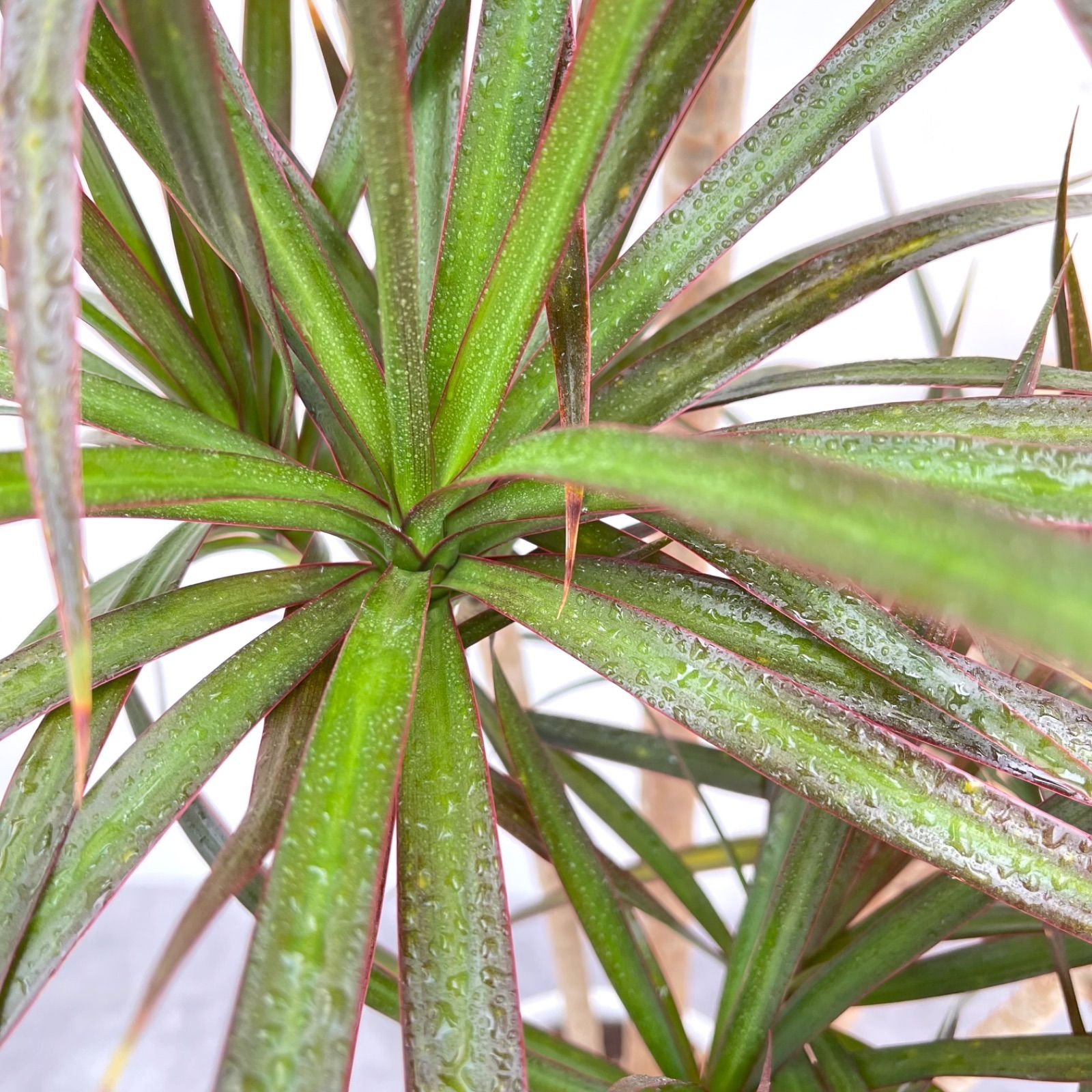 ドラセナ コンシンネ マジェンタ 5【現品】観葉植物 室内 大型 - メルカリ