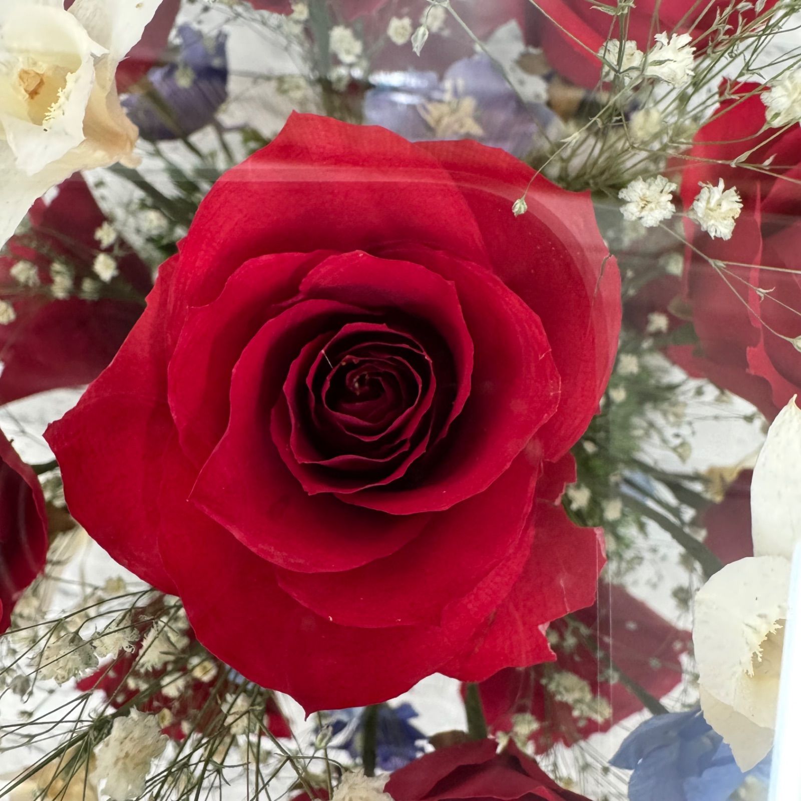 DA134 プリザーブドフラワー ガラスドーム レンデフロール - メルカリ