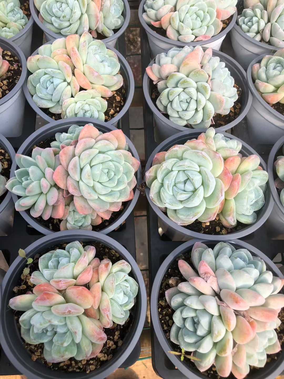 多肉植物　韓国苗　アイスグリーン　大きめ　抜き苗 多肉植物 韓国苗 アイスグリーン 大きめ 抜き苗