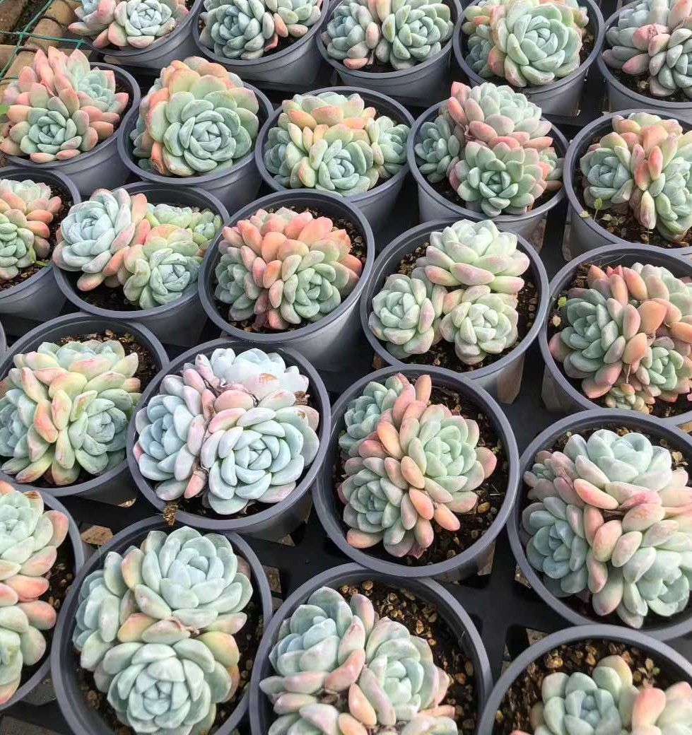 多肉植物　韓国苗　アイス　抜き苗 18株の抜き苗セット】アイスグリーン 多肉植物 佐川急便発送