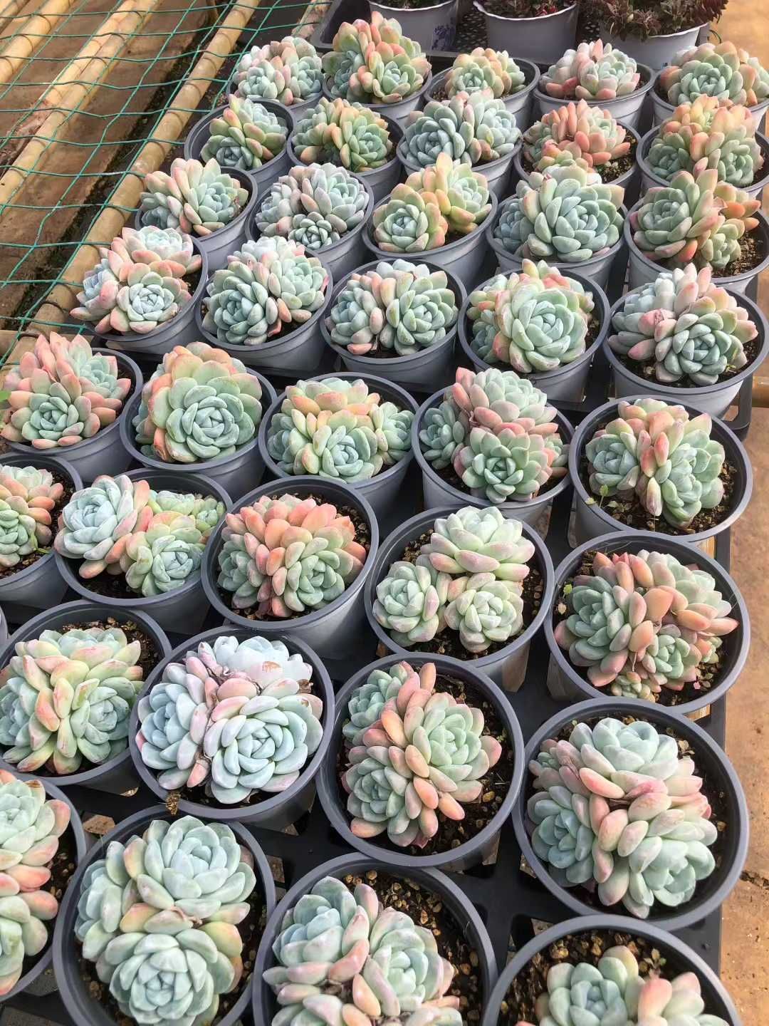 多肉植物　韓国苗　アイスグリーン　大きめ　抜き苗 多肉植物 韓国苗 アイスグリーン 大きめ 抜き苗