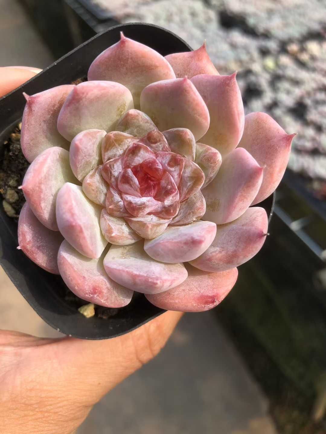 24株の抜き苗セット】ピンクキャンディーハート 多肉植物 佐川急便発送