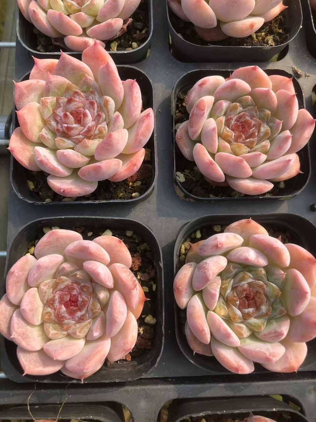 24株の抜き苗セット】ピンクキャンディーハート 多肉植物 佐川急便発送