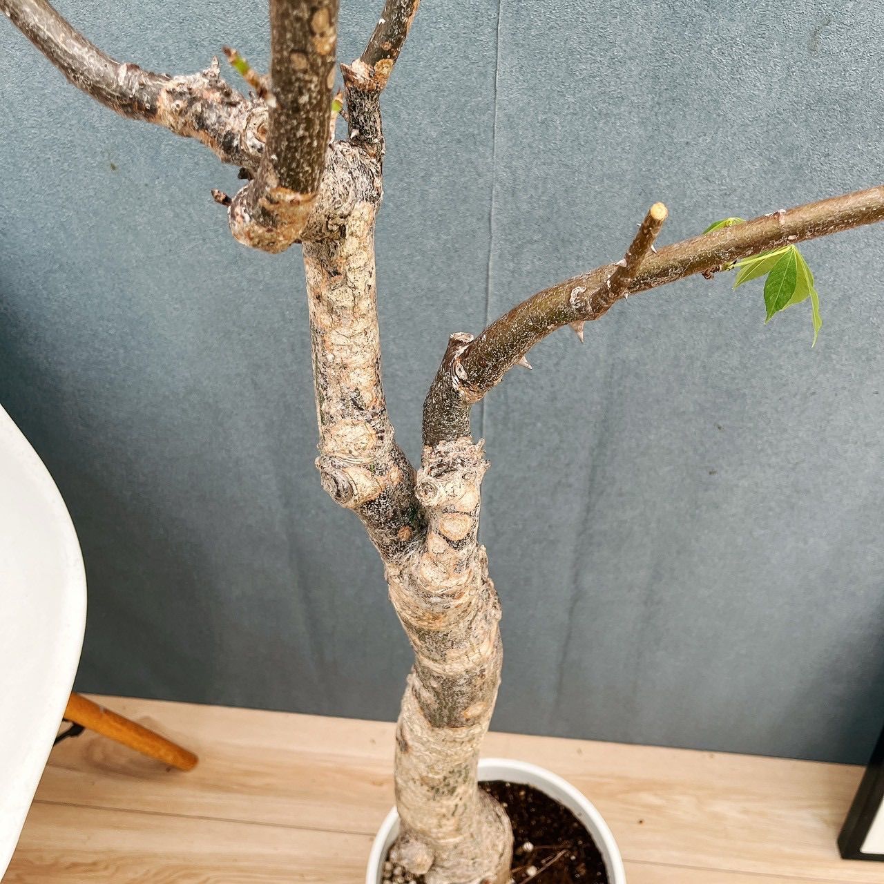 現品］☆珍しい☆ 19番 トックリキワタ 8号 南米桜 観葉植物 レア 徳利