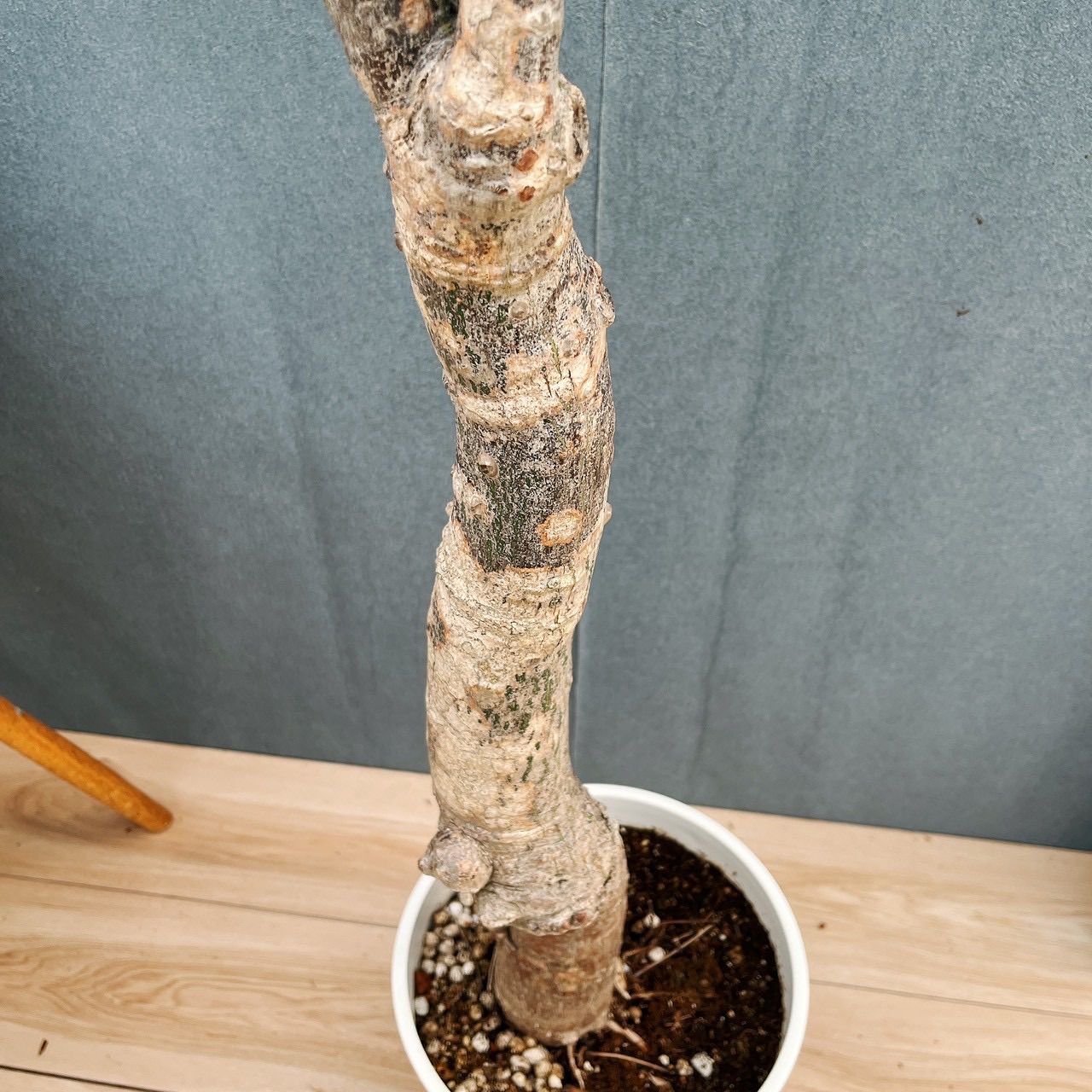 現品］☆珍しい☆ 19番 トックリキワタ 8号 南米桜 観葉植物 レア 徳利