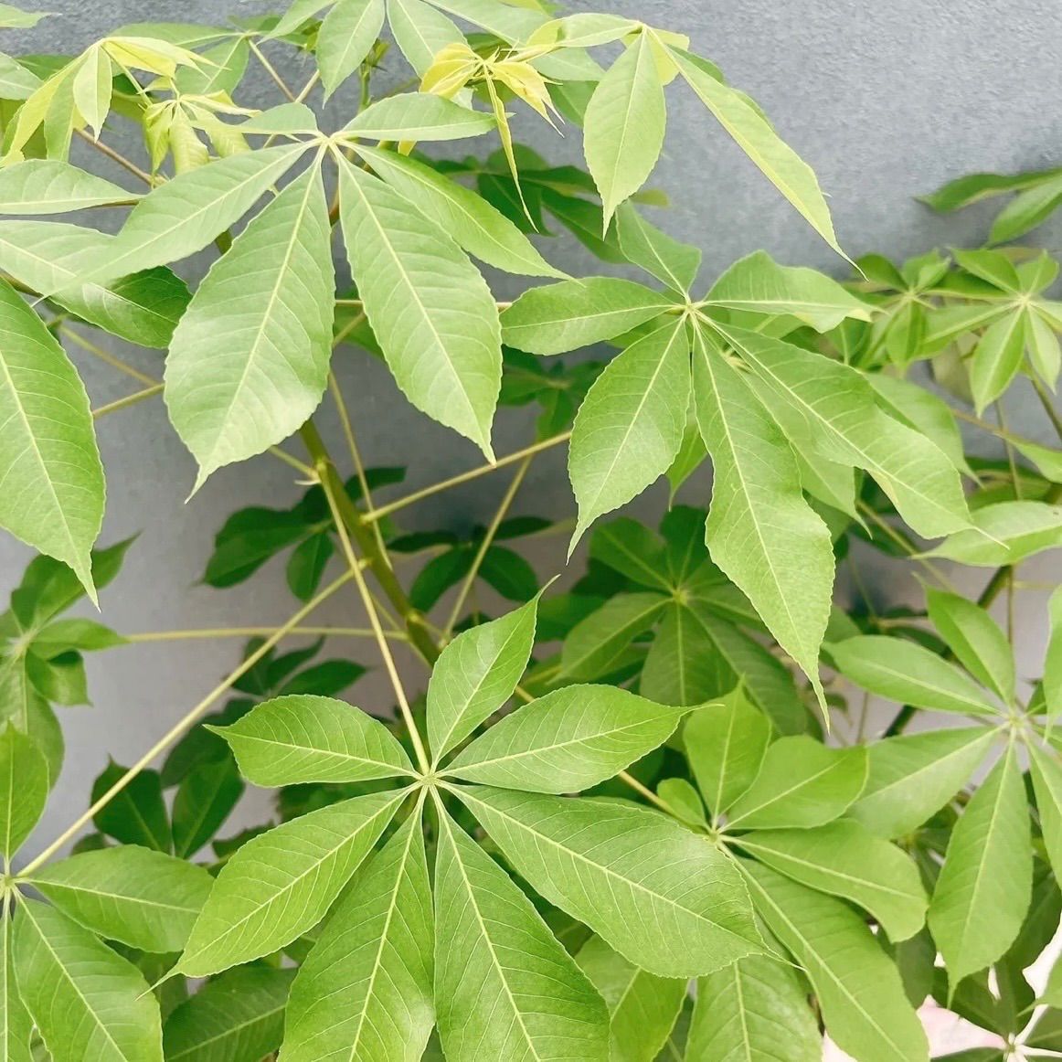 現品］☆珍しい☆ 19番 トックリキワタ 8号 南米桜 観葉植物 レア 徳利