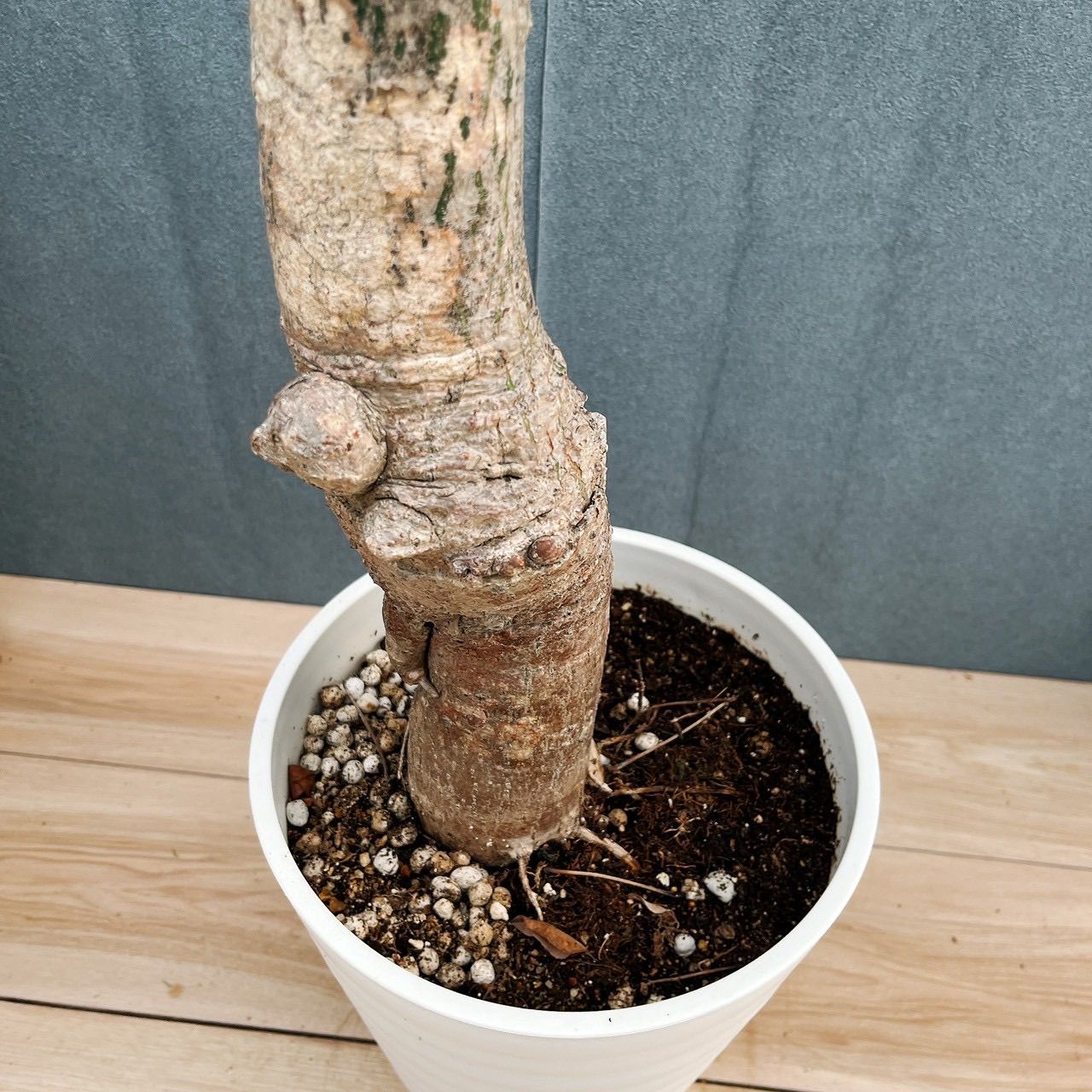 現品］☆珍しい☆ 19番 トックリキワタ 8号 南米桜 観葉植物 レア 徳利