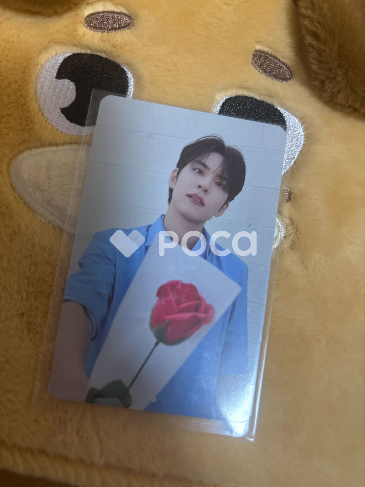 DAY6 wonpil ウォンピル 会場購入特典 トレカ DAY6（デイシックス）ウォンピル(WONPIL) トレカ - メルカリ