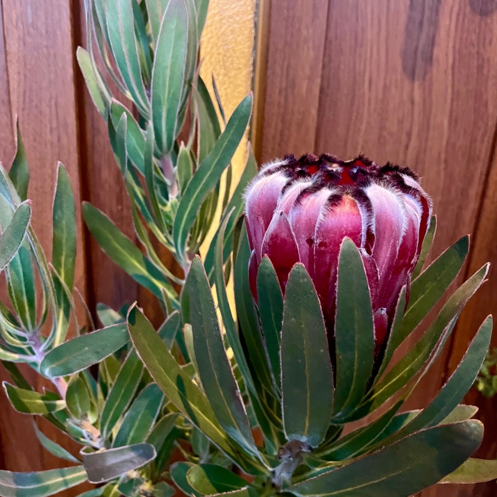 プロテア オーストラリスルビー 5号 1F オージープランツ - メルカリ
