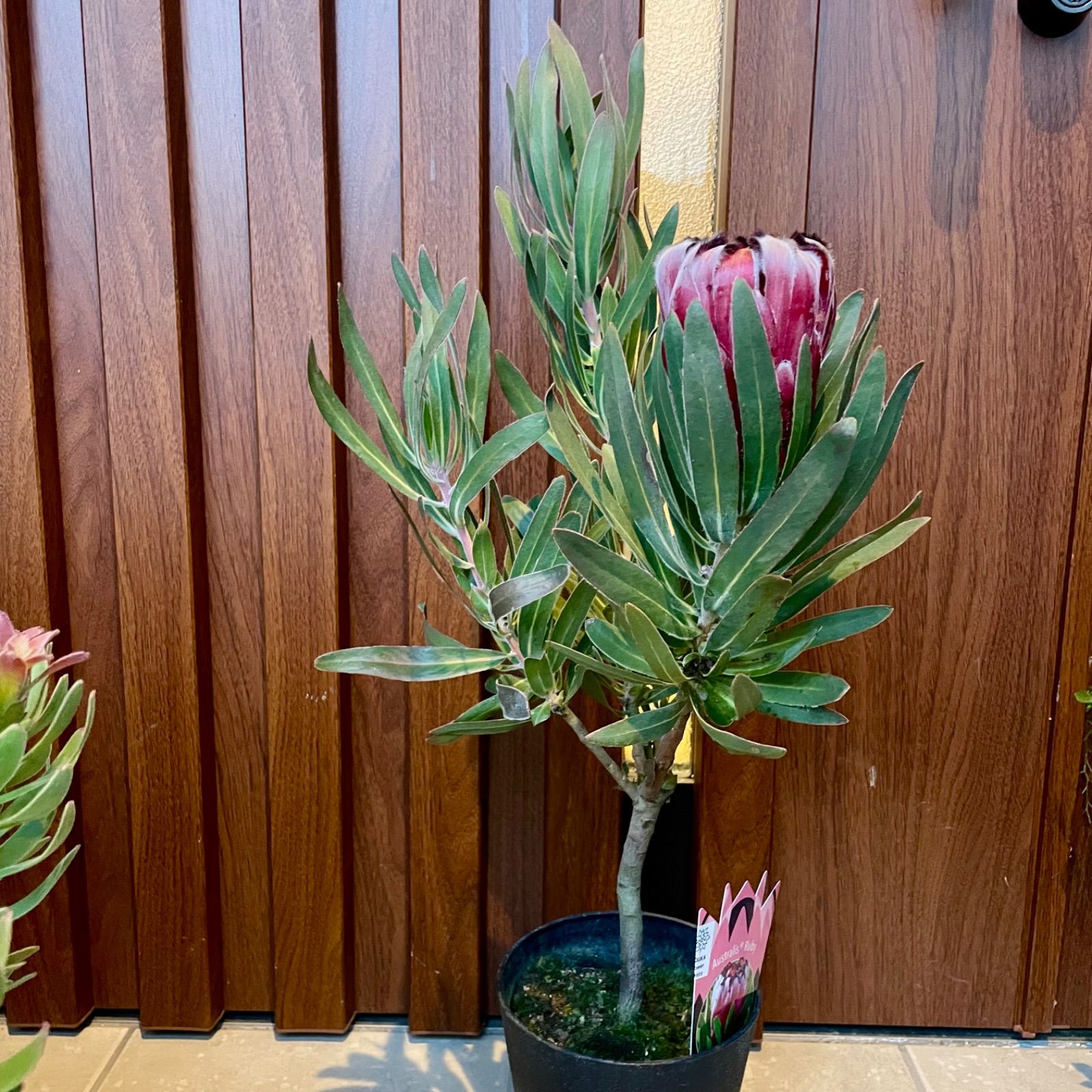 プロテア オーストラリスルビー 5号 1F オージープランツ - メルカリ