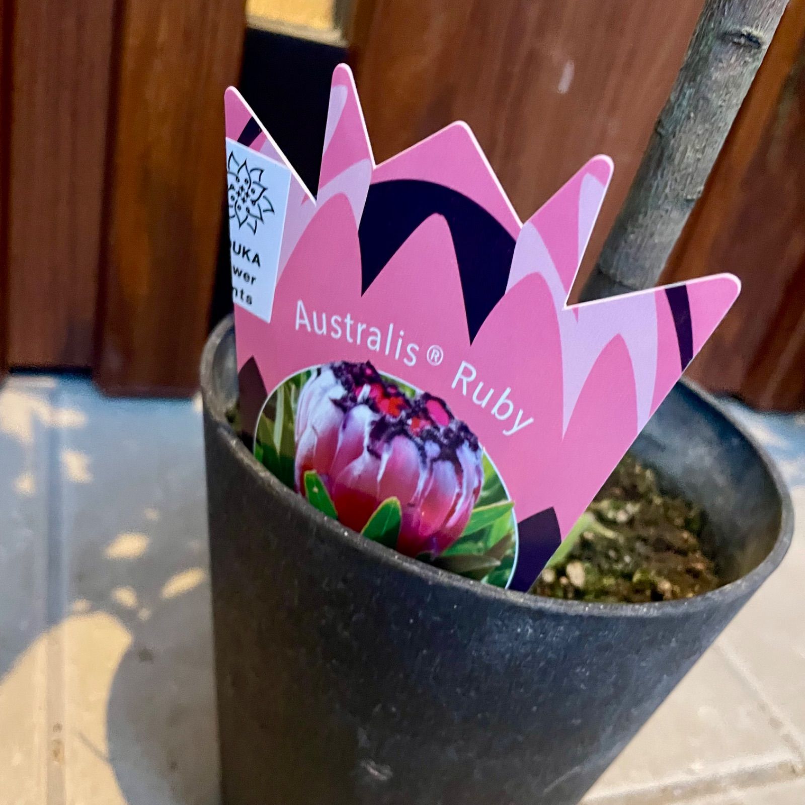 プロテア オーストラリスルビー 5号 1F オージープランツ - メルカリ