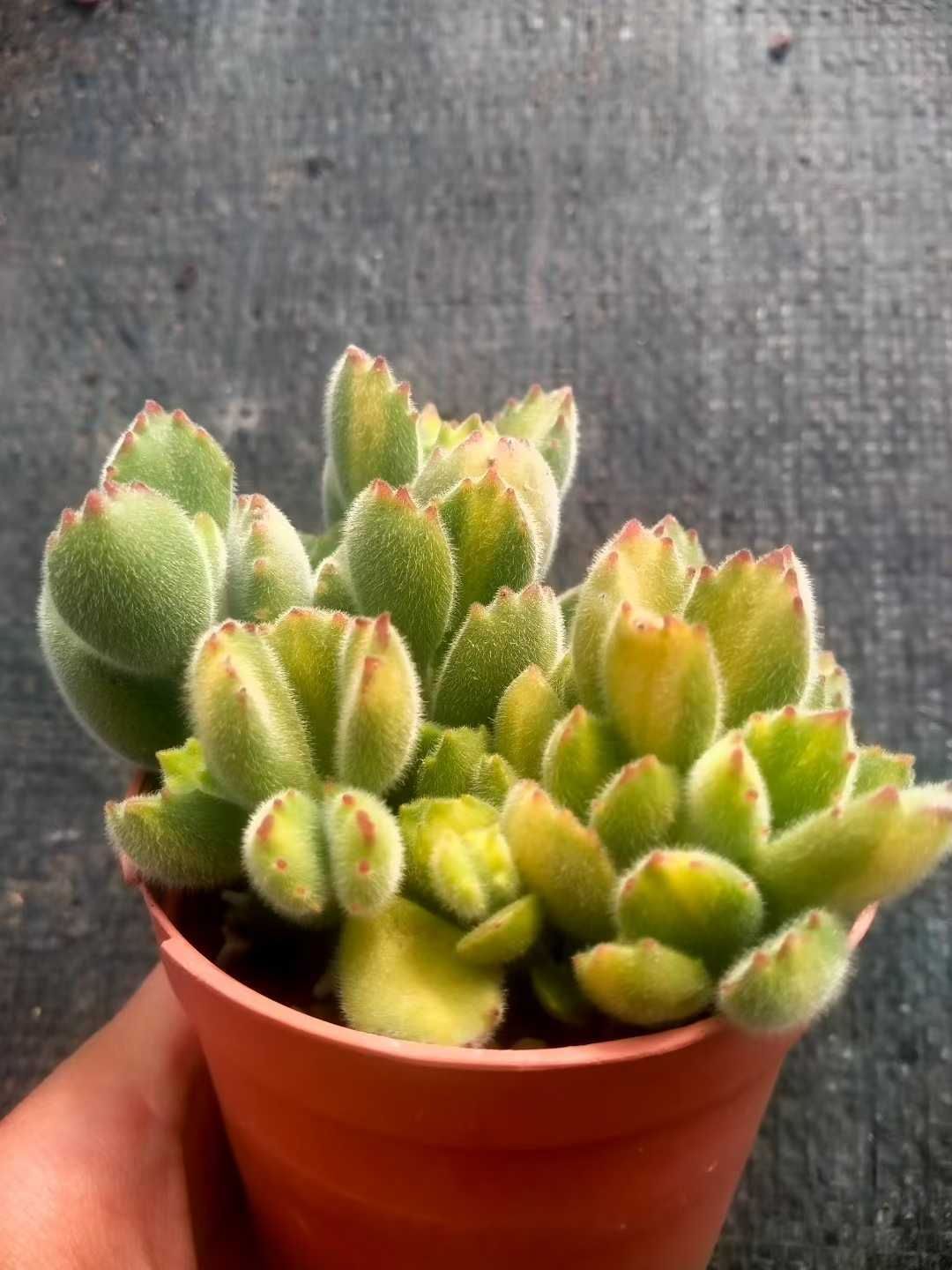 18株の抜き苗セット】熊童子・イエロー 多肉植物 佐川急便発送