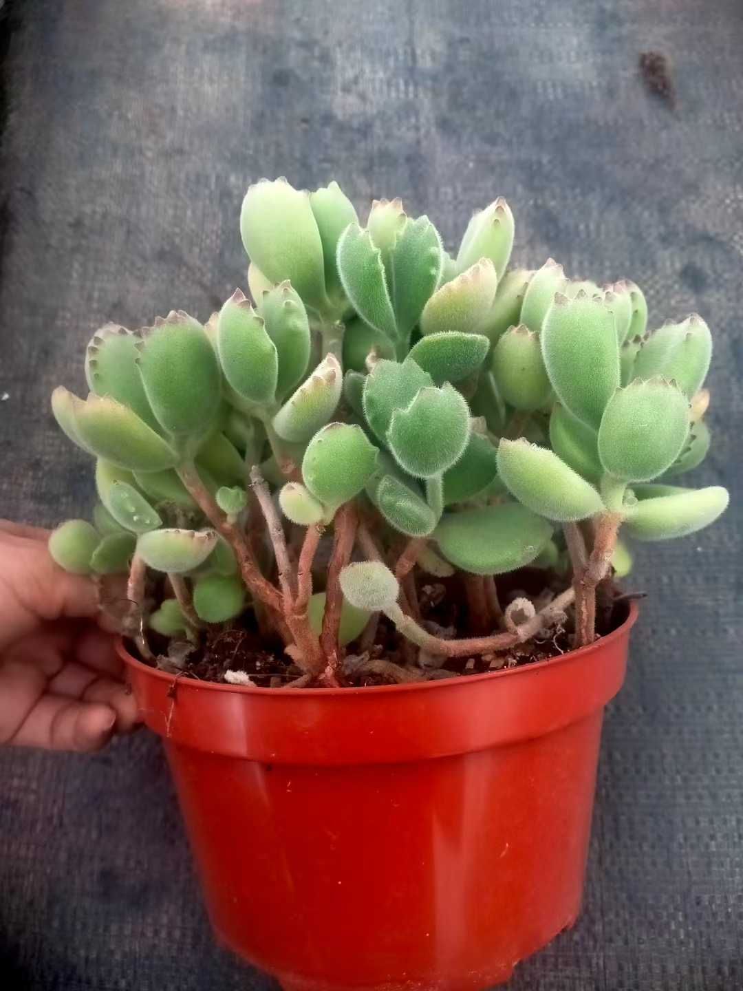 6株の抜き苗セット】熊童子・老木 多肉植物 佐川急便発送 エケベリア