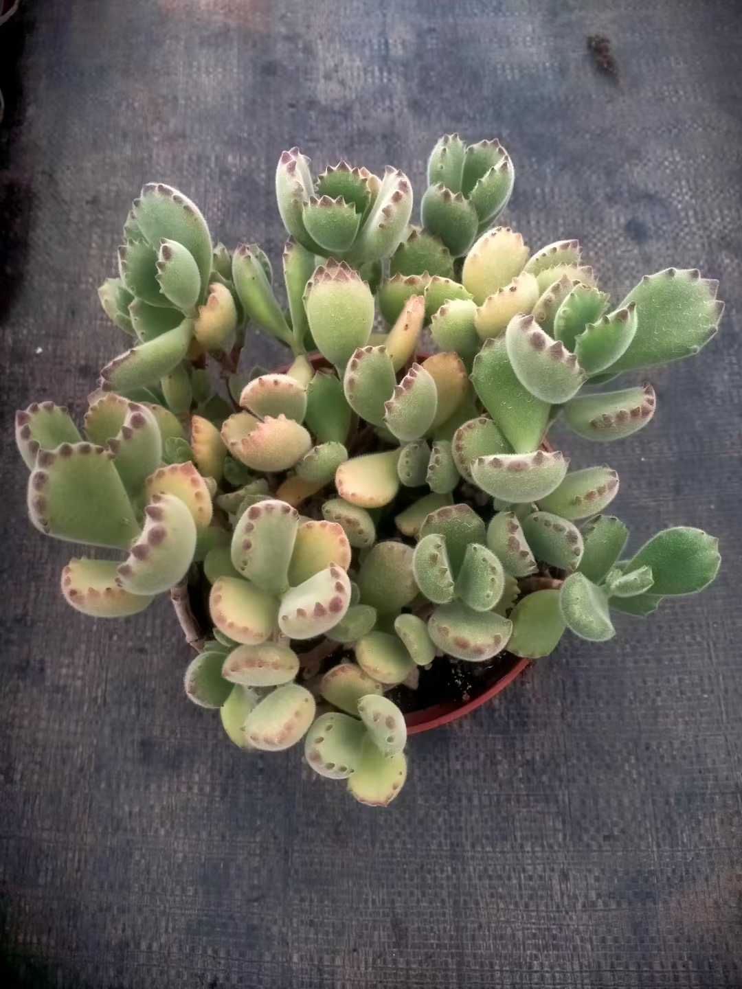 6株の抜き苗セット】熊童子・老木 多肉植物 佐川急便発送 エケベリア